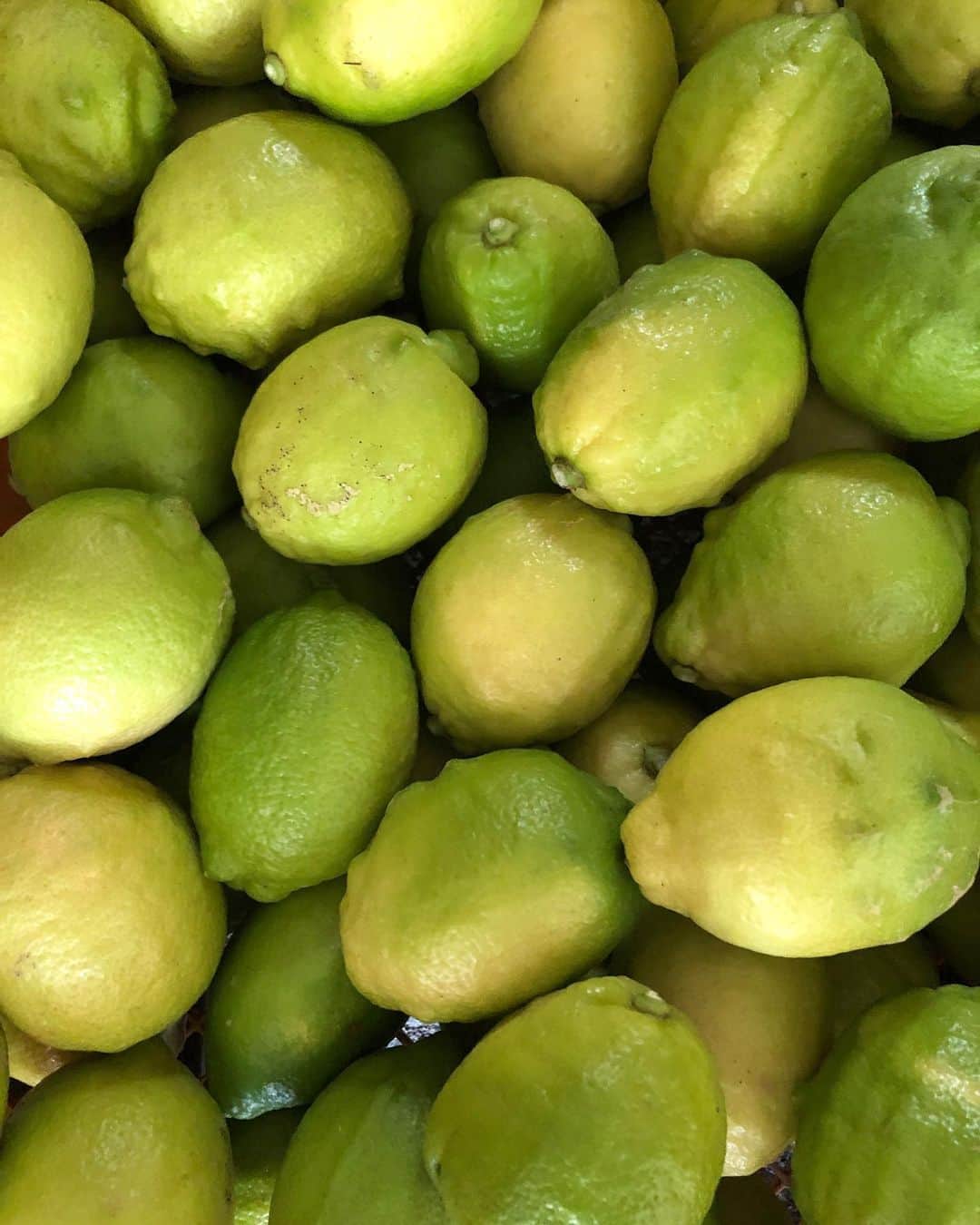川口花乃子さんのインスタグラム写真 - (川口花乃子Instagram)「🍋🍋🍋🍋🍋🫶💕 #lemon #収穫」11月17日 19時28分 - canocokawaguchi