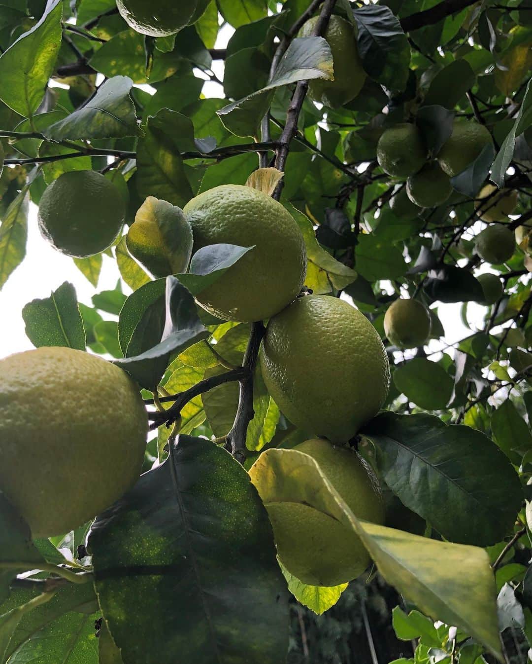 川口花乃子さんのインスタグラム写真 - (川口花乃子Instagram)「🍋🍋🍋🍋🍋🫶💕 #lemon #収穫」11月17日 19時28分 - canocokawaguchi