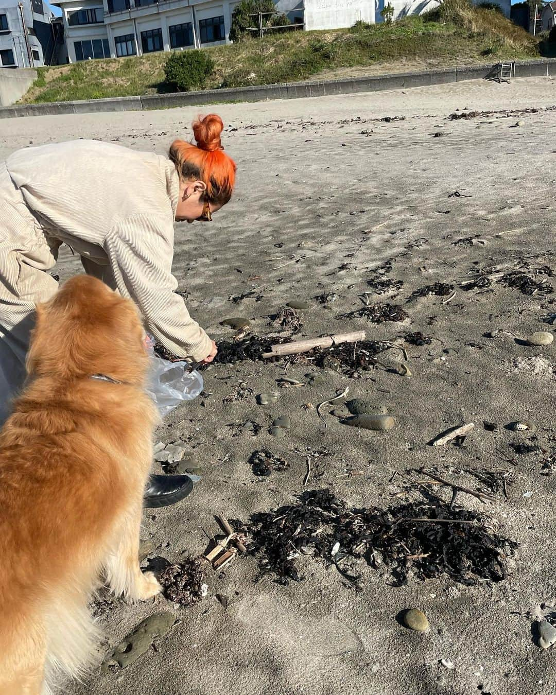 中島潮里さんのインスタグラム写真 - (中島潮里Instagram)「【cleanup報告】 勝浦市中央海岸(マリブ)のcleanupしてきました！ いつも帰省するたびにゴミが多くて拾いきれず、、 ビーチ内にある公園にはタバコだらけ🚬 不法投棄？なのか、なかなか新しい生活ゴミとペットボトルの山、、 今回は母と妹も一緒に拾ってくれました❤️‍🔥ありがとう❤️‍🔥 バレーボールまで🏐捨てられてたっ！🫠 勝浦市はゴミ拾い用のゴミ袋もらえます！！！ . "ゴミ拾い"は"福拾い"👽💫 . . #千葉県勝浦市#勝浦漁港#勝浦中央海水浴場#わんことお出かけ#ダルメシアン大好き#ダルメシアン#ダルメシアンコーデ#ダルメシアンのいる暮らし#ゴールデンレトリバー多頭飼い#ゴールデンレトリバーとの暮らし#マリブ#勝浦マリブ#cleanupchallenge#ビーチクリーン#ビーチクリーン活動#ビーチクリーン#クリーンナップ#ゴミ拾い活動」11月17日 19時44分 - whyte_shiori