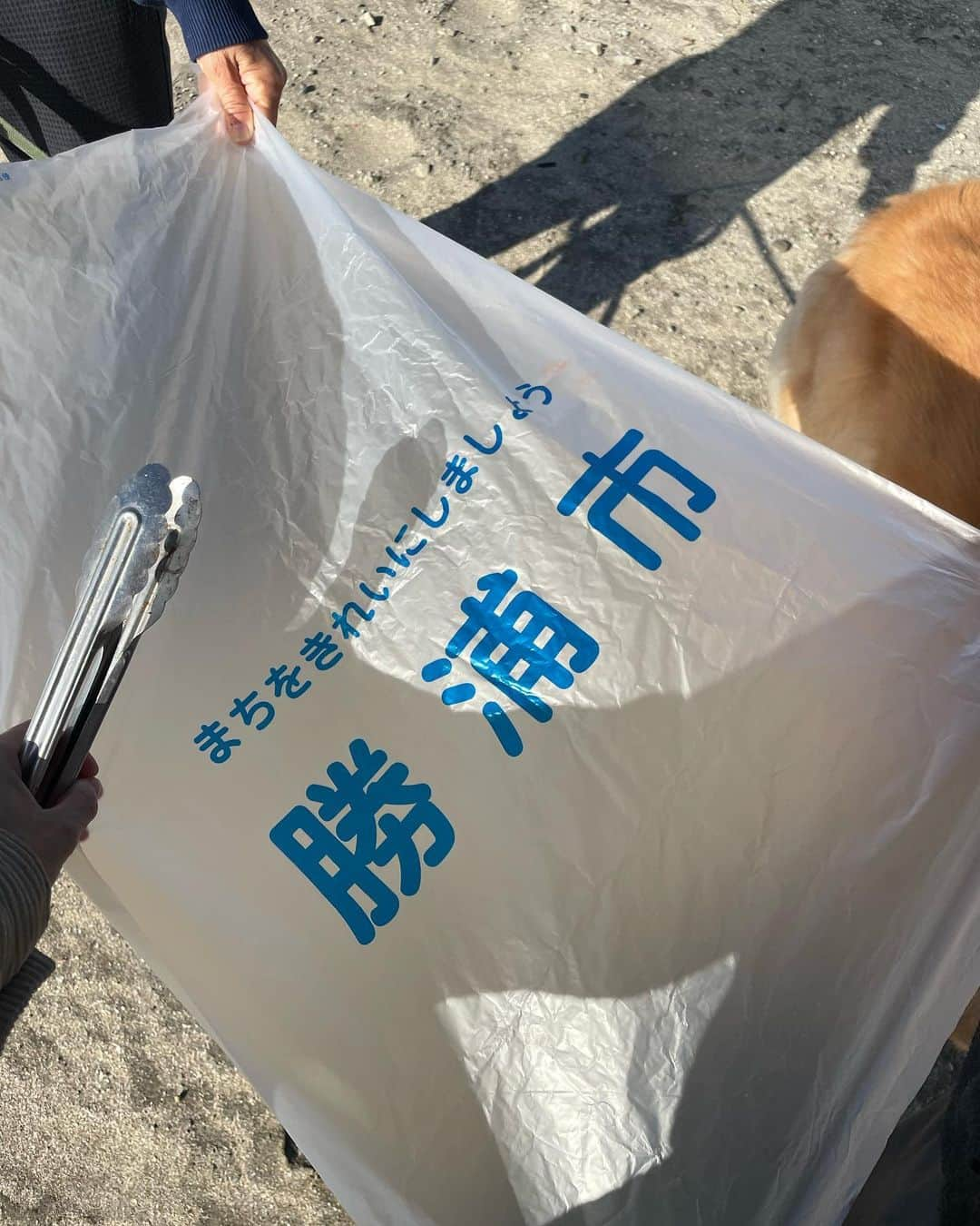 中島潮里さんのインスタグラム写真 - (中島潮里Instagram)「【cleanup報告】 勝浦市中央海岸(マリブ)のcleanupしてきました！ いつも帰省するたびにゴミが多くて拾いきれず、、 ビーチ内にある公園にはタバコだらけ🚬 不法投棄？なのか、なかなか新しい生活ゴミとペットボトルの山、、 今回は母と妹も一緒に拾ってくれました❤️‍🔥ありがとう❤️‍🔥 バレーボールまで🏐捨てられてたっ！🫠 勝浦市はゴミ拾い用のゴミ袋もらえます！！！ . "ゴミ拾い"は"福拾い"👽💫 . . #千葉県勝浦市#勝浦漁港#勝浦中央海水浴場#わんことお出かけ#ダルメシアン大好き#ダルメシアン#ダルメシアンコーデ#ダルメシアンのいる暮らし#ゴールデンレトリバー多頭飼い#ゴールデンレトリバーとの暮らし#マリブ#勝浦マリブ#cleanupchallenge#ビーチクリーン#ビーチクリーン活動#ビーチクリーン#クリーンナップ#ゴミ拾い活動」11月17日 19時44分 - whyte_shiori