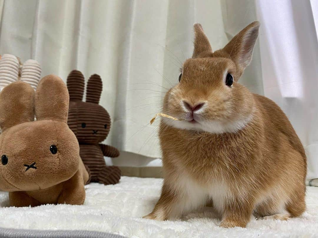 ラン?のインスタグラム：「パインしりしり🍍美味しいね😋︎💕︎︎ 2枚目、シェリたん体重測定しました🤗 1318g✨️ めっちゃ増えてる〜😳❣️ 太ってはいないから、大きくなったのね\(๑´ω`๑)/ たぶん兄弟の中で一番大きいのでは？😆 ☆ 箱の中にちんまり入っててなんか可愛い🤭❤️ ☆ #うさぎのシェリー  #うさぎ  #うさぎのいる暮らし  #rabbit  #ネザーランドドワーフ  #ふわもこ部  #もふもふ部  #netherlanddwarf  #kawaii  #かわいい  2023.11.17」