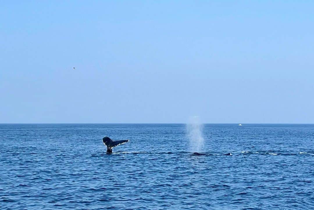 月野有菜さんのインスタグラム写真 - (月野有菜Instagram)「ホエールウォッチングの写真です🐳  数えきれないほどの野生のクジラを近くで見ることができて、 ものすごい迫力で感動しました🐳✨️」11月17日 19時54分 - yuna_tsukino920