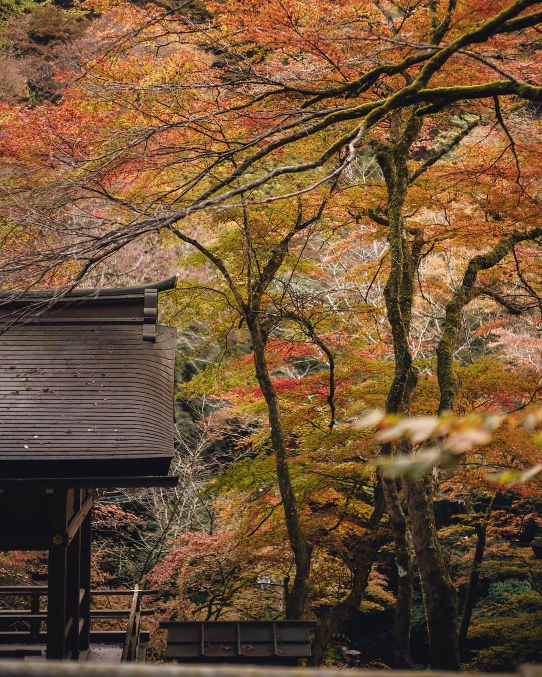 貴船神社さんのインスタグラム写真 - (貴船神社Instagram)「貴船 紅葉」11月17日 19時58分 - kifunejinja