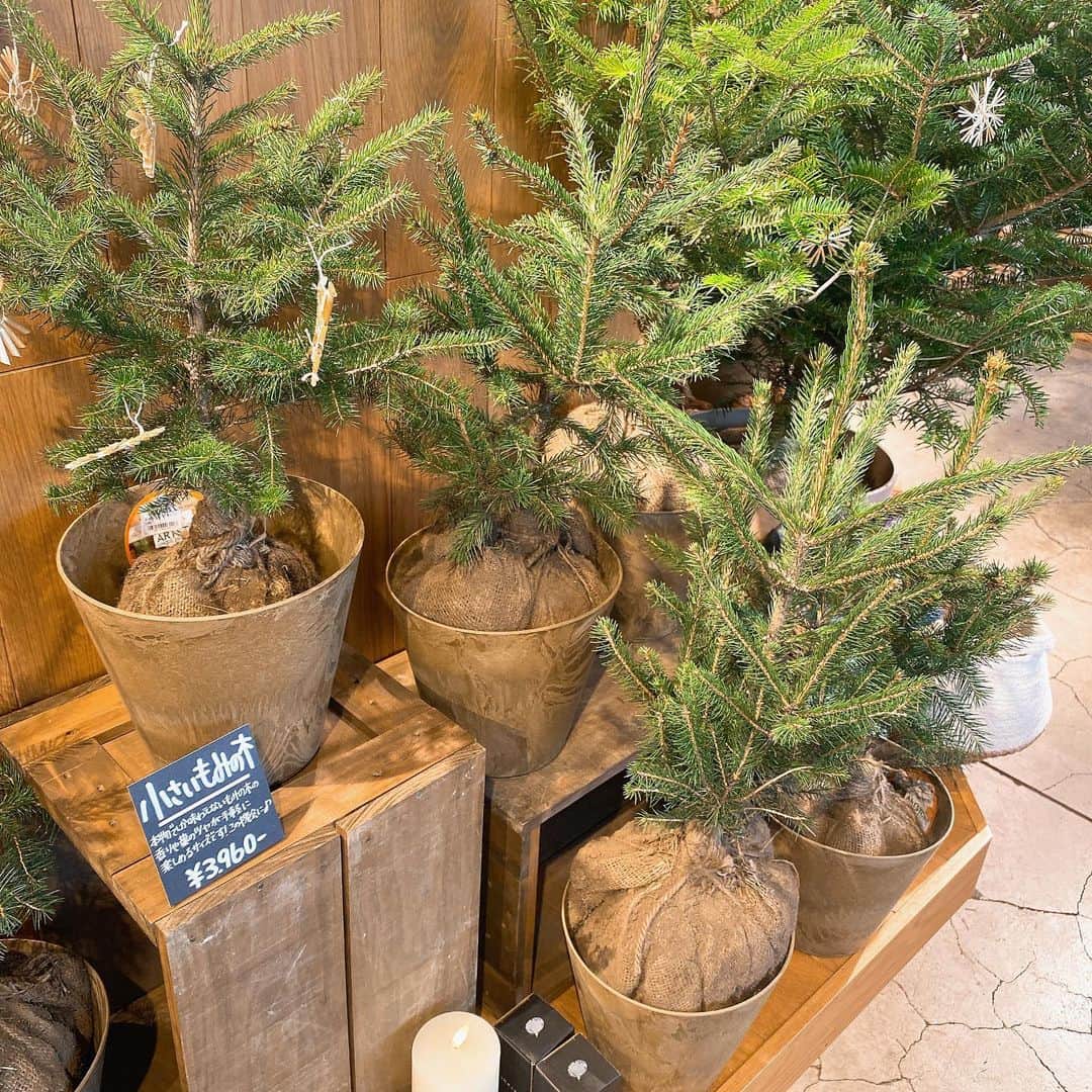 GEORGE'Sのインスタグラム：「各店で本物のモミの木の販売がスタート🌲  小さなモミの木が各店舗に、大きなモミの木が一部店舗に入荷しました！  小さなモミの木は、長野県で育った「ウラジロモミ」と「オウシュウトウヒモミ」という品種。大きなモミの木は、高知県で育った「ウラジロモミ」という品種です。   育て方などの詳細はぜひ各店のメンバーまでお尋ねください！  本物のモミの木を飾って、本格的なクリスマスを楽しみませんか？   -------  ◾️小さなモミの木 40~50cm ￥3,980 (税込)  ◾️大きなモミの木　 *一部店舗限定：国立店、玉川学園店、湘南台店、オリナス錦糸町店  1.0m ￥13,200 (税込) 1.3~1.4m ￥17,600 (税込) 1.5m ￥19,800 (税込) 1.8m ￥25,300 (税込)   *数量限定のため、なくなり次第終了となります。 *取扱いアイテムは各店毎に異なります。詳しくはお近くの店舗までお問い合わせください。 *オンラインストアでの取り扱いはございません。  -------   #georges #ジョージズ」