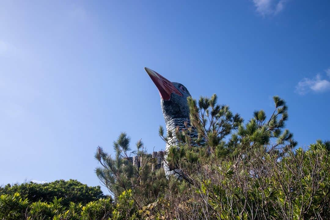 Be.okinawaさんのインスタグラム写真 - (Be.okinawaInstagram)「The Yanbaru Kuina is a rare bird species found in the Yanbaru region in Northern Okinawa that was registered as a Natural Monument of Japan. Known for their red beak, eyes, and feet, and beautiful stripes running from their chest to belly, they can move swiftly on the ground despite not being able to fly𓅭!    At Kunigami Village, go atop a 11.5-meter Yanbaru Kuina-shaped observatory, considered the symbol of the village, to enjoy stunning views of the sea🌊   #japan #okinawa #visitokinawa #okinawajapan #discoverjapan #japantravel #okinawanature #okinawawildlife #okinawascenery #yanbarukuina #okinawarareanimals」11月17日 20時00分 - visitokinawajapan