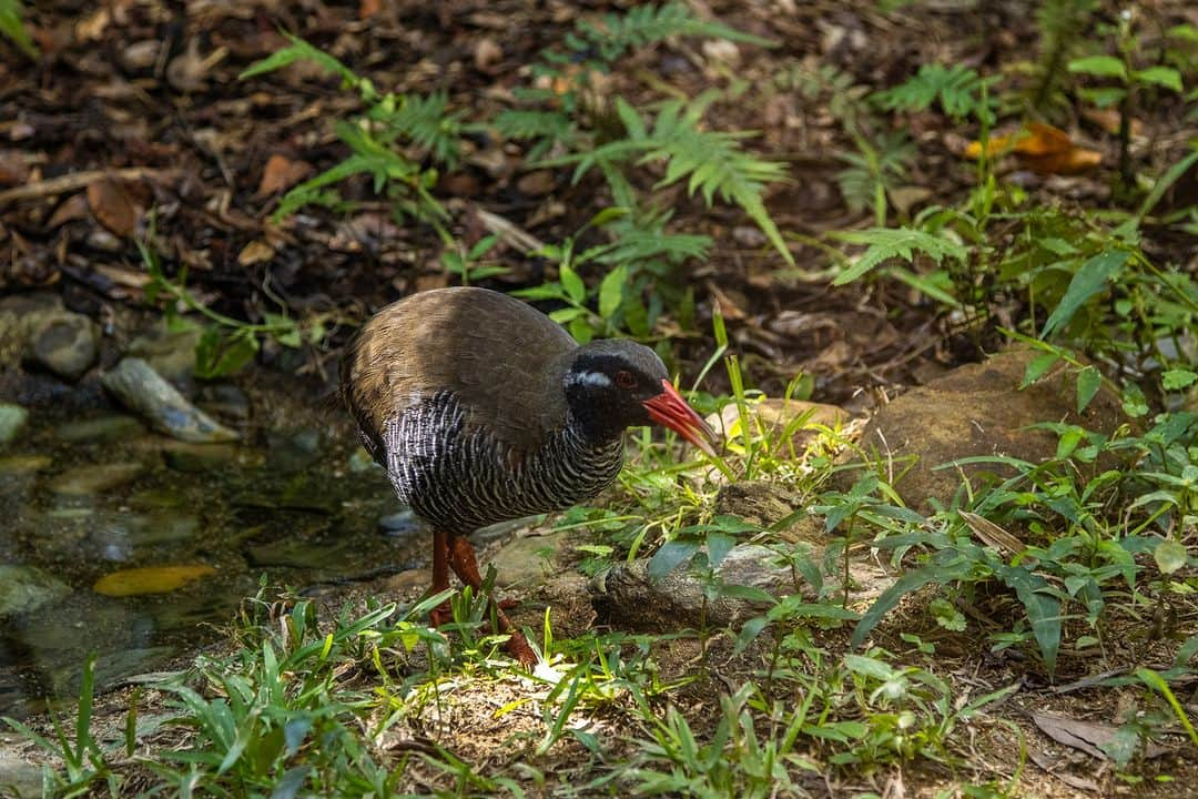 Be.okinawaさんのインスタグラム写真 - (Be.okinawaInstagram)「The Yanbaru Kuina is a rare bird species found in the Yanbaru region in Northern Okinawa that was registered as a Natural Monument of Japan. Known for their red beak, eyes, and feet, and beautiful stripes running from their chest to belly, they can move swiftly on the ground despite not being able to fly𓅭!    At Kunigami Village, go atop a 11.5-meter Yanbaru Kuina-shaped observatory, considered the symbol of the village, to enjoy stunning views of the sea🌊   #japan #okinawa #visitokinawa #okinawajapan #discoverjapan #japantravel #okinawanature #okinawawildlife #okinawascenery #yanbarukuina #okinawarareanimals」11月17日 20時00分 - visitokinawajapan