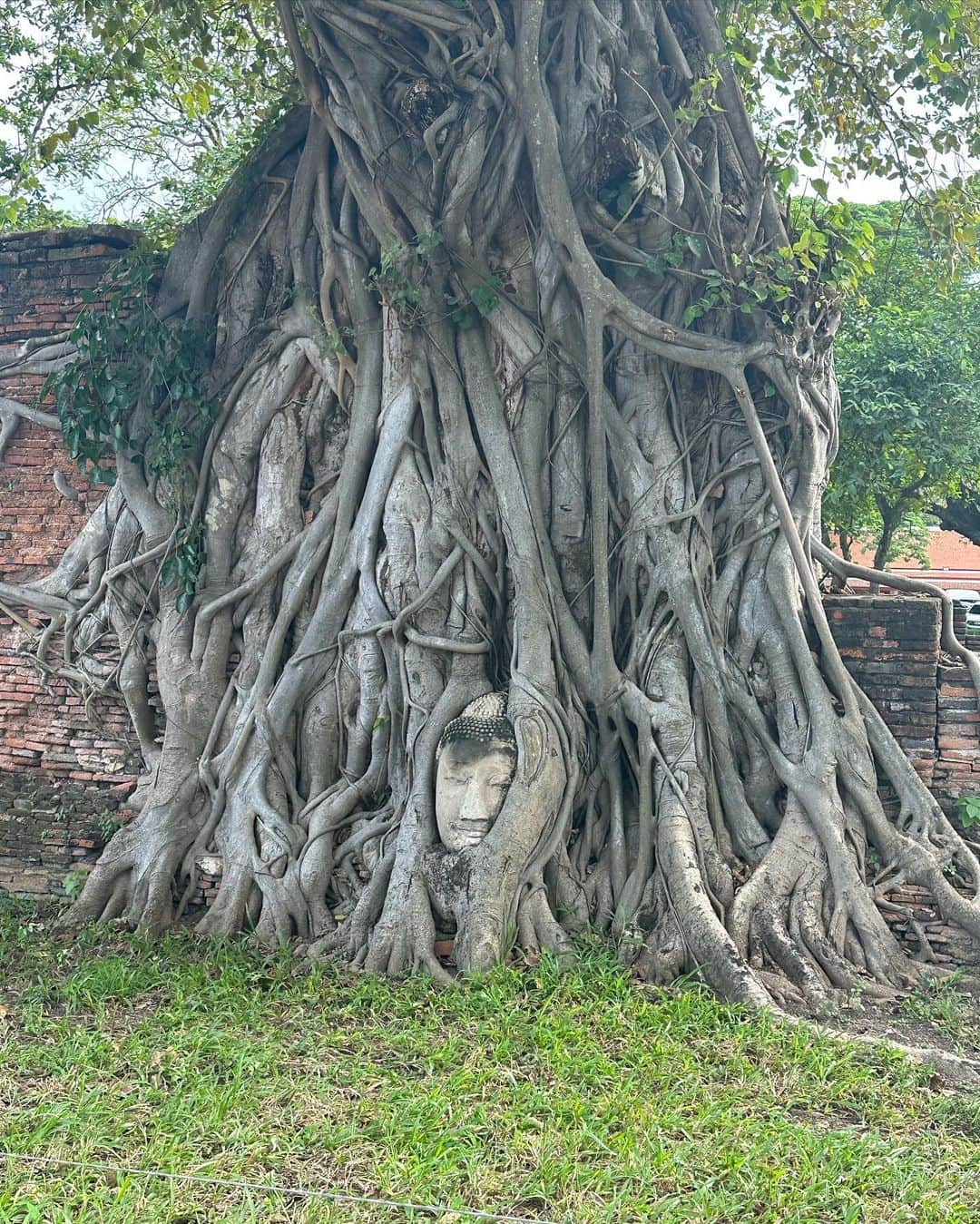 AMI（アミ）さんのインスタグラム写真 - (AMI（アミ）Instagram)「Ayutthaya ❤️  アユタヤに行っていろんな遺跡見てきたょ😌✨  #アユタヤ #アユタヤ遺跡 #アユタヤ観光 #タイ旅行 #バンコク #halfjapanese #ayutthaya #ayutthayatrip #bangkok #bangkokthailand」11月17日 20時09分 - amyypatton