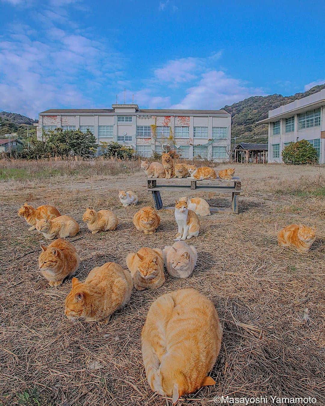 山本正義のインスタグラム：「ねこの学校🏫🐈  cat school🏫🐈」