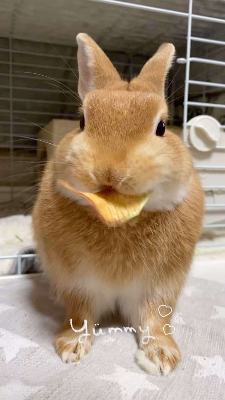 ラン?のインスタグラム：「乾燥りんご🍎もぐもぐ😋yummy︎💕︎︎ 美味しそ〜に食べるね❣️ ☆ シェリたん、初めてのものはめっちゃ匂い嗅いでから食べるのよ。りんごも最初クンクンしてたけど、ひと口食べたら…美味い‼️😃って、モリモリ食べてたよ🤭 ☆ #うさぎのシェリー  #うさぎ  #うさぎのいる暮らし  #rabbit  #ネザーランドドワーフ  #ふわもこ部  #もふもふ部  #netherlanddwarf  #kawaii  #かわいい  2023.11.17」