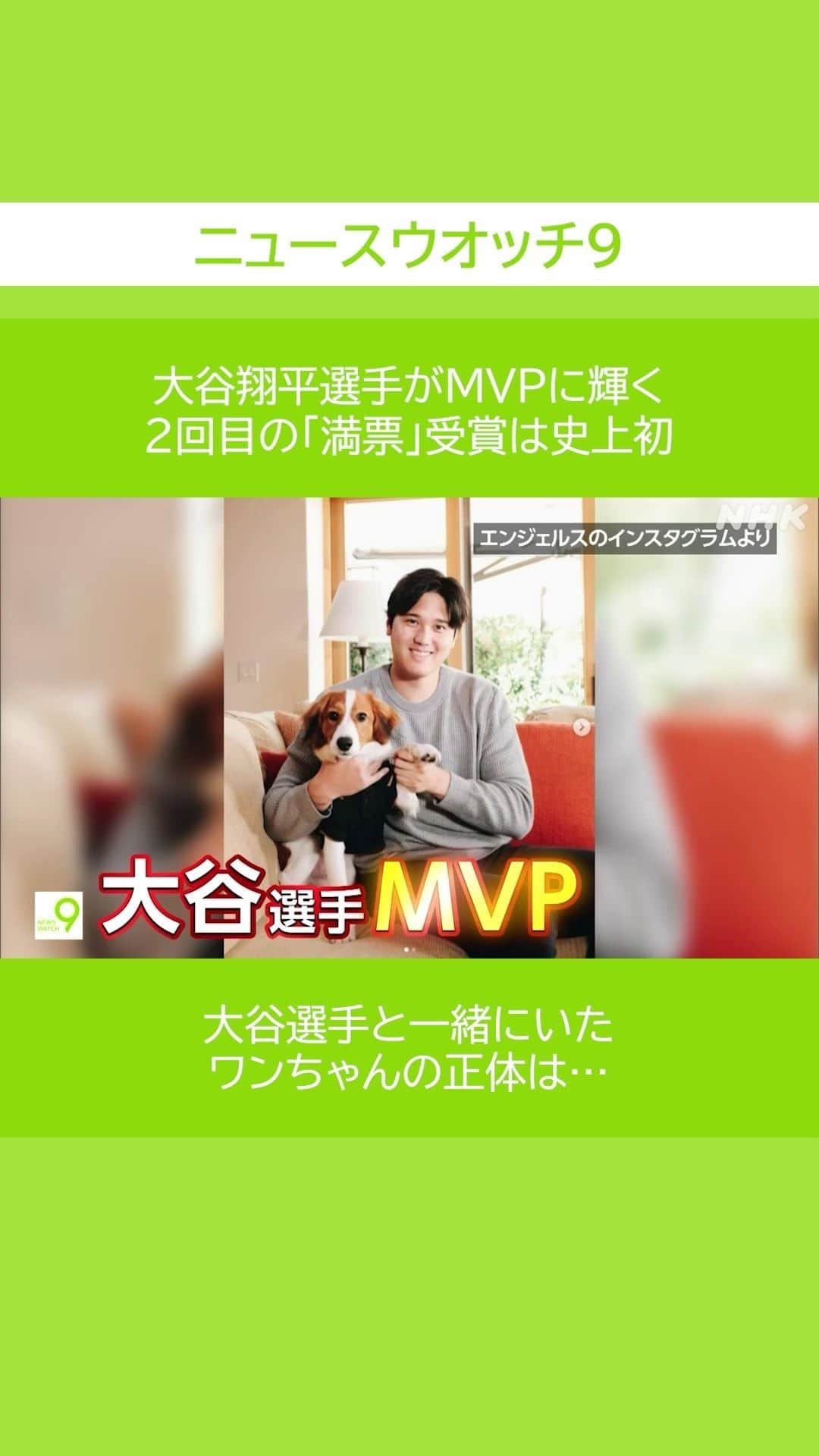 NHK「ニュースウオッチ９」のインスタグラム：「#大谷翔平 選手がMVPに輝く✨ 2回目の「満票」受賞は史上初  大谷選手と一緒にいた ワンちゃんの正体は…  #ニュースウオッチ9 #畠山衣美 #夜9時 #NHK #NHKプラス  #テレビ #ニュース #ショート動画」