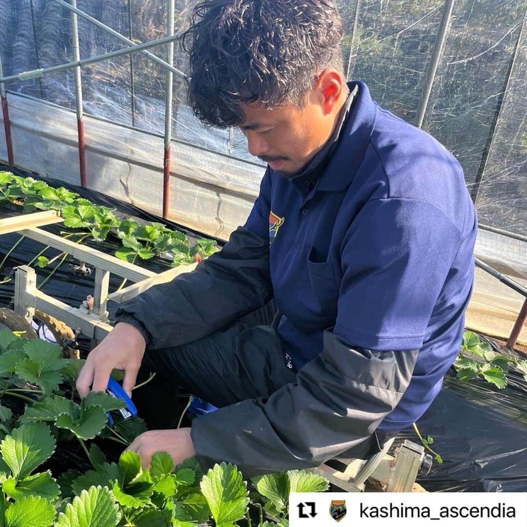 青木剛さんのインスタグラム写真 - (青木剛Instagram)「『うさみ園』@1515usamien さんを訪問させていただきました🍓🍓🍓 これからの本格シーズンが楽しみです！ いつも応援ありがとうございます！ . #Repost @kashima_ascendia with @use.repost ・・・ 【パートナー訪問】  Ascendiaパートナーである、うさみ園 様を表敬訪問させていただきました！  また、 クリスマス〜春にかけていちごの本格シーズンを迎えるにあたり、半日いちご農家体験もさせていただきました🍓  うさみ園 様は『茨城いちごグランプリ』で大賞を受賞されているいちご農家さんです！ 本当に美味しいので、いつもついつい買いすぎちゃいます😅  保温力を保つため、毎年ビニールハウスの交換から畝を作り、葉っぱを剪定しながら(これが結構難しい)、保温のためにマルチ(黒いビニール)を被せて、、、  近年の異常気象対策などもしながら 美味しいいちごの裏には、本当に多くの準備や苦労があることが分かります…！  ほんの少しですが、作業もお手伝い🧤 天候と相談しつつ、繊細な仕事をクオリティを保ちながらやっている農家さん。頭が下がります。  これからいちごができるのが楽しみです！ また店頭販売が開始になりましたら1日店長等あるかもしれませんので、その際はよろしくお願いいたします🙇‍♂️  @1515usamien  いつもサポートありがとうございます！ 今後ともよろしくお願いいたします！  《📣オフィシャルトップパートナー☀️》 ☆六左衛門 様 (@rokuza.emon)  【📣オフィシャルメディアパートナー💻】 ☆Locoty 様 (@locoty_rokko)  【📣オフィシャルパートナー🦌】 ☆ツマギアンズ 様 (@tsumagians) ☆丸三老舗 様 (@marusanrouho) ☆うさみ園 様 (@1515usamien) ☆株式会社スミエイ 様 ☆アディッシュプラス株式会社 様(@takuma_is) ☆明盛宏産株式会社 様 (@meisei_kousan) ☆飯島自動車工業 様 ☆株式会社田口商事 様 ☆ミツギ写真 様(@mitsugishashin)  《📣オフィシャルトップサポーター☀️》 ☆トライレイクゴルフクラブ 様 (@goruhupuraza)  【📣オフィシャルサポーター🦌】 ☆くるりん森 様 (@kururinmori_kashima) ☆有限会社大川交通 様 ☆豆ぱん 様 (@mamepan5656) ☆K3Cafe 様 (@k3cafe) ☆おくだ鍼灸マッサージ院 様 (@okuda_kashima)  ☆鹿畑ポテト小屋 様 (@shikaclub) ☆みちくさ 様 (@michikusa_kashima) ☆遊酒宮なか 様 (@yuushumiyanaka) ☆有限会社誠和運輸 様 ☆REイッソクダイシｨｨｨｨ 様 ☆アクアショップアレンジ 様(@aqua_shop_arrange2021 ) ☆おおつき接骨院 様( @otsukisekkotsuin_kashima )  【📣オフィシャルサプライヤー👕】 ☆CALDEIRA 様 (@caldeira_tokyo) ☆BMZ 様 (@bmz_inc)  #鹿島Ascendia  @kashima_ascendia #フットゴルフ #パートナー様募集中  #FOOTGOLF #FOOTGOLFDREAM #感謝 @footgolfdream_official」11月17日 20時33分 - takeshiaoki15