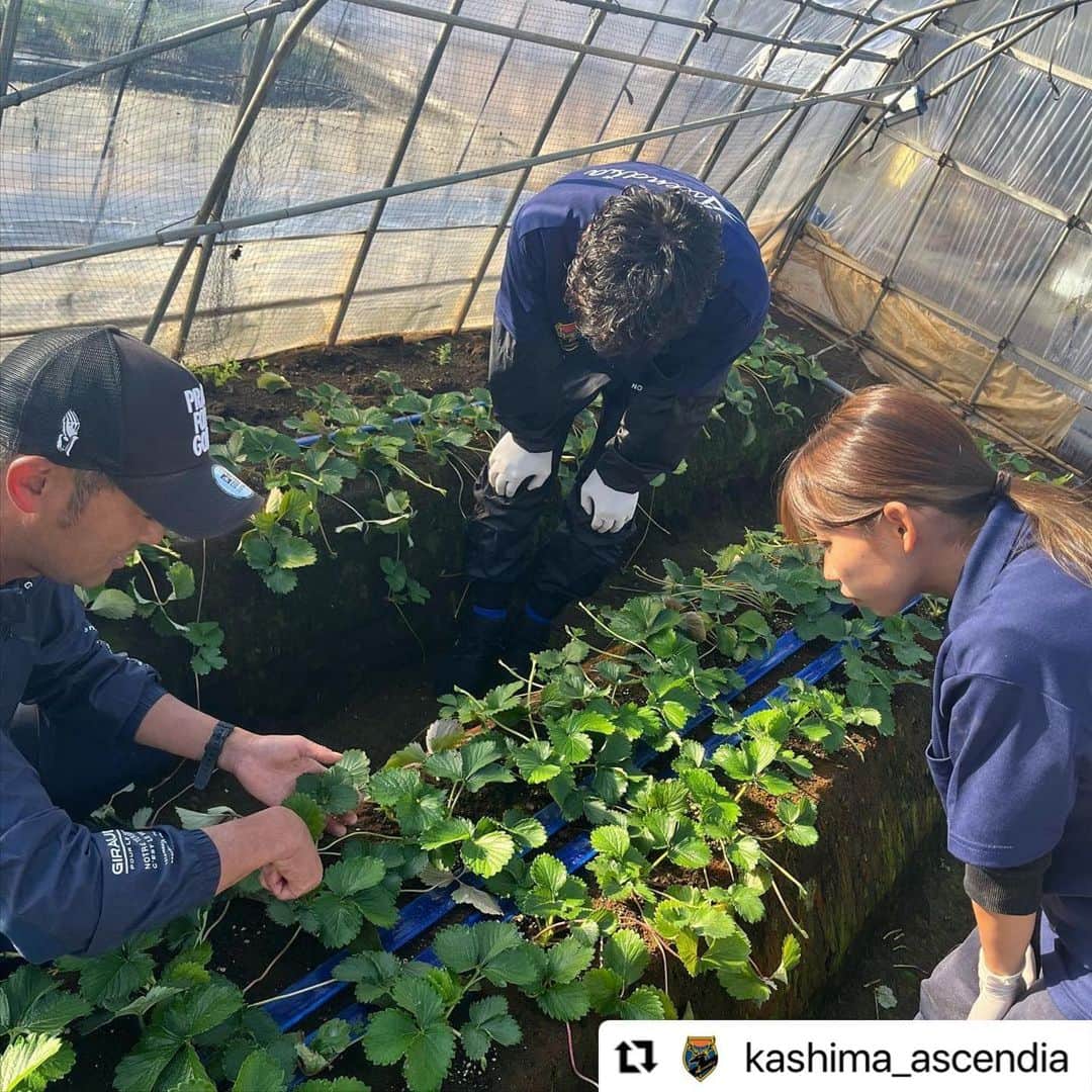 青木剛さんのインスタグラム写真 - (青木剛Instagram)「『うさみ園』@1515usamien さんを訪問させていただきました🍓🍓🍓 これからの本格シーズンが楽しみです！ いつも応援ありがとうございます！ . #Repost @kashima_ascendia with @use.repost ・・・ 【パートナー訪問】  Ascendiaパートナーである、うさみ園 様を表敬訪問させていただきました！  また、 クリスマス〜春にかけていちごの本格シーズンを迎えるにあたり、半日いちご農家体験もさせていただきました🍓  うさみ園 様は『茨城いちごグランプリ』で大賞を受賞されているいちご農家さんです！ 本当に美味しいので、いつもついつい買いすぎちゃいます😅  保温力を保つため、毎年ビニールハウスの交換から畝を作り、葉っぱを剪定しながら(これが結構難しい)、保温のためにマルチ(黒いビニール)を被せて、、、  近年の異常気象対策などもしながら 美味しいいちごの裏には、本当に多くの準備や苦労があることが分かります…！  ほんの少しですが、作業もお手伝い🧤 天候と相談しつつ、繊細な仕事をクオリティを保ちながらやっている農家さん。頭が下がります。  これからいちごができるのが楽しみです！ また店頭販売が開始になりましたら1日店長等あるかもしれませんので、その際はよろしくお願いいたします🙇‍♂️  @1515usamien  いつもサポートありがとうございます！ 今後ともよろしくお願いいたします！  《📣オフィシャルトップパートナー☀️》 ☆六左衛門 様 (@rokuza.emon)  【📣オフィシャルメディアパートナー💻】 ☆Locoty 様 (@locoty_rokko)  【📣オフィシャルパートナー🦌】 ☆ツマギアンズ 様 (@tsumagians) ☆丸三老舗 様 (@marusanrouho) ☆うさみ園 様 (@1515usamien) ☆株式会社スミエイ 様 ☆アディッシュプラス株式会社 様(@takuma_is) ☆明盛宏産株式会社 様 (@meisei_kousan) ☆飯島自動車工業 様 ☆株式会社田口商事 様 ☆ミツギ写真 様(@mitsugishashin)  《📣オフィシャルトップサポーター☀️》 ☆トライレイクゴルフクラブ 様 (@goruhupuraza)  【📣オフィシャルサポーター🦌】 ☆くるりん森 様 (@kururinmori_kashima) ☆有限会社大川交通 様 ☆豆ぱん 様 (@mamepan5656) ☆K3Cafe 様 (@k3cafe) ☆おくだ鍼灸マッサージ院 様 (@okuda_kashima)  ☆鹿畑ポテト小屋 様 (@shikaclub) ☆みちくさ 様 (@michikusa_kashima) ☆遊酒宮なか 様 (@yuushumiyanaka) ☆有限会社誠和運輸 様 ☆REイッソクダイシｨｨｨｨ 様 ☆アクアショップアレンジ 様(@aqua_shop_arrange2021 ) ☆おおつき接骨院 様( @otsukisekkotsuin_kashima )  【📣オフィシャルサプライヤー👕】 ☆CALDEIRA 様 (@caldeira_tokyo) ☆BMZ 様 (@bmz_inc)  #鹿島Ascendia  @kashima_ascendia #フットゴルフ #パートナー様募集中  #FOOTGOLF #FOOTGOLFDREAM #感謝 @footgolfdream_official」11月17日 20時33分 - takeshiaoki15