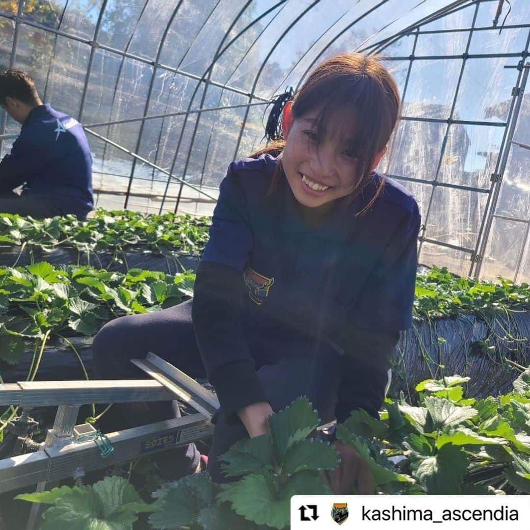青木剛さんのインスタグラム写真 - (青木剛Instagram)「『うさみ園』@1515usamien さんを訪問させていただきました🍓🍓🍓 これからの本格シーズンが楽しみです！ いつも応援ありがとうございます！ . #Repost @kashima_ascendia with @use.repost ・・・ 【パートナー訪問】  Ascendiaパートナーである、うさみ園 様を表敬訪問させていただきました！  また、 クリスマス〜春にかけていちごの本格シーズンを迎えるにあたり、半日いちご農家体験もさせていただきました🍓  うさみ園 様は『茨城いちごグランプリ』で大賞を受賞されているいちご農家さんです！ 本当に美味しいので、いつもついつい買いすぎちゃいます😅  保温力を保つため、毎年ビニールハウスの交換から畝を作り、葉っぱを剪定しながら(これが結構難しい)、保温のためにマルチ(黒いビニール)を被せて、、、  近年の異常気象対策などもしながら 美味しいいちごの裏には、本当に多くの準備や苦労があることが分かります…！  ほんの少しですが、作業もお手伝い🧤 天候と相談しつつ、繊細な仕事をクオリティを保ちながらやっている農家さん。頭が下がります。  これからいちごができるのが楽しみです！ また店頭販売が開始になりましたら1日店長等あるかもしれませんので、その際はよろしくお願いいたします🙇‍♂️  @1515usamien  いつもサポートありがとうございます！ 今後ともよろしくお願いいたします！  《📣オフィシャルトップパートナー☀️》 ☆六左衛門 様 (@rokuza.emon)  【📣オフィシャルメディアパートナー💻】 ☆Locoty 様 (@locoty_rokko)  【📣オフィシャルパートナー🦌】 ☆ツマギアンズ 様 (@tsumagians) ☆丸三老舗 様 (@marusanrouho) ☆うさみ園 様 (@1515usamien) ☆株式会社スミエイ 様 ☆アディッシュプラス株式会社 様(@takuma_is) ☆明盛宏産株式会社 様 (@meisei_kousan) ☆飯島自動車工業 様 ☆株式会社田口商事 様 ☆ミツギ写真 様(@mitsugishashin)  《📣オフィシャルトップサポーター☀️》 ☆トライレイクゴルフクラブ 様 (@goruhupuraza)  【📣オフィシャルサポーター🦌】 ☆くるりん森 様 (@kururinmori_kashima) ☆有限会社大川交通 様 ☆豆ぱん 様 (@mamepan5656) ☆K3Cafe 様 (@k3cafe) ☆おくだ鍼灸マッサージ院 様 (@okuda_kashima)  ☆鹿畑ポテト小屋 様 (@shikaclub) ☆みちくさ 様 (@michikusa_kashima) ☆遊酒宮なか 様 (@yuushumiyanaka) ☆有限会社誠和運輸 様 ☆REイッソクダイシｨｨｨｨ 様 ☆アクアショップアレンジ 様(@aqua_shop_arrange2021 ) ☆おおつき接骨院 様( @otsukisekkotsuin_kashima )  【📣オフィシャルサプライヤー👕】 ☆CALDEIRA 様 (@caldeira_tokyo) ☆BMZ 様 (@bmz_inc)  #鹿島Ascendia  @kashima_ascendia #フットゴルフ #パートナー様募集中  #FOOTGOLF #FOOTGOLFDREAM #感謝 @footgolfdream_official」11月17日 20時33分 - takeshiaoki15
