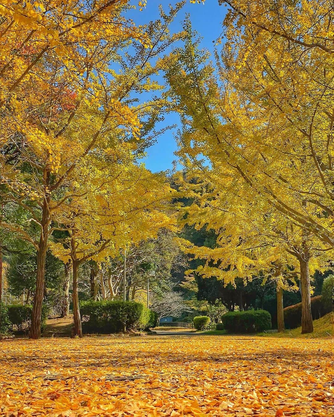 leo7000のインスタグラム：「IG皆さん 短い貴重な秋🍁🍂 満喫してますか？ 素敵な週末を~♪😊👋🏻  #秋　#紅葉　#黄葉　#葉山　#葉山歩き #公園　#落ち葉　#落ち葉の絨毯 #落ち葉🍂  #🍂🍂🍂 #🍁🍂」