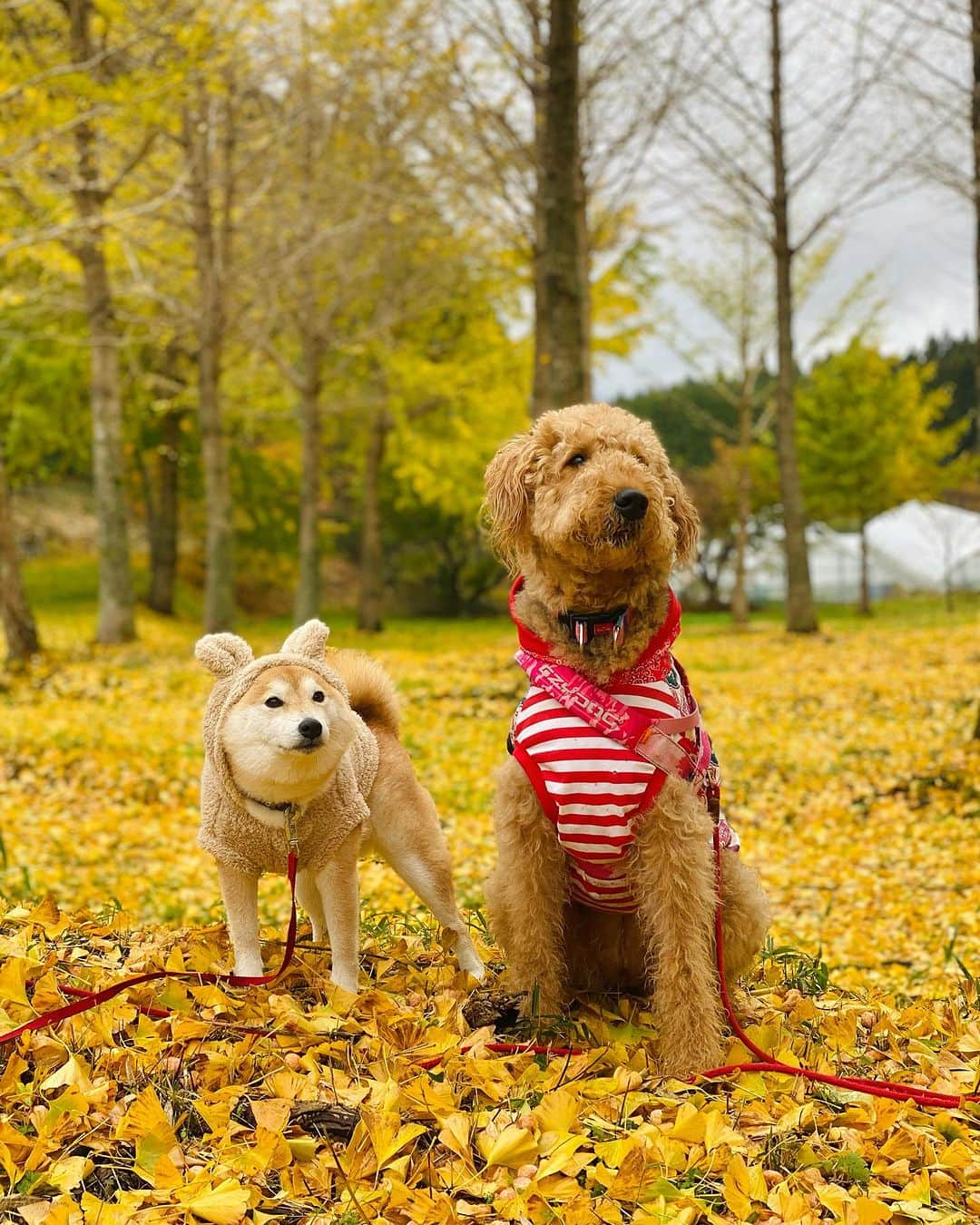 柴犬小雨さんのインスタグラム写真 - (柴犬小雨Instagram)「・ 風羽ちゃん @tauuma.27kokoro と秋のお出かけ🍂 ・ ・ 久万高原町へ🚗 寒い時期は、写真撮っても真顔が多めのわんこ達😂💦 でも、雨にも負けず元気です☔️ こさめはお得意のホリホリ🐕 風羽ちゃんは川でチャプチャプ🦮 珍道中楽しかったね! ・ お目当てのランチは... さすがにテラスは寒いので、断念して室内カフェへ☕️ オチリくっつけて寛ぐ仲良しなおふたりさんでした♡ ・ ・ ・ #shiba_snap #shibamania #petstagram #dog  #shibadog #petstagram #pet #shiba #shibainu #shibaaaaainu #shibastagram #pecoいぬ部 #dogstagram #子犬#仔犬#狗 #犬のいる暮らし #犬のいる生活 #こいぬ#いぬのきもち #豆柴#まめしば#しばいぬ #9gag #しばけん #ペット#小狗#柴犬#犬#柴犬小雨#シバイヌ」11月17日 20時56分 - fuji_jun1205