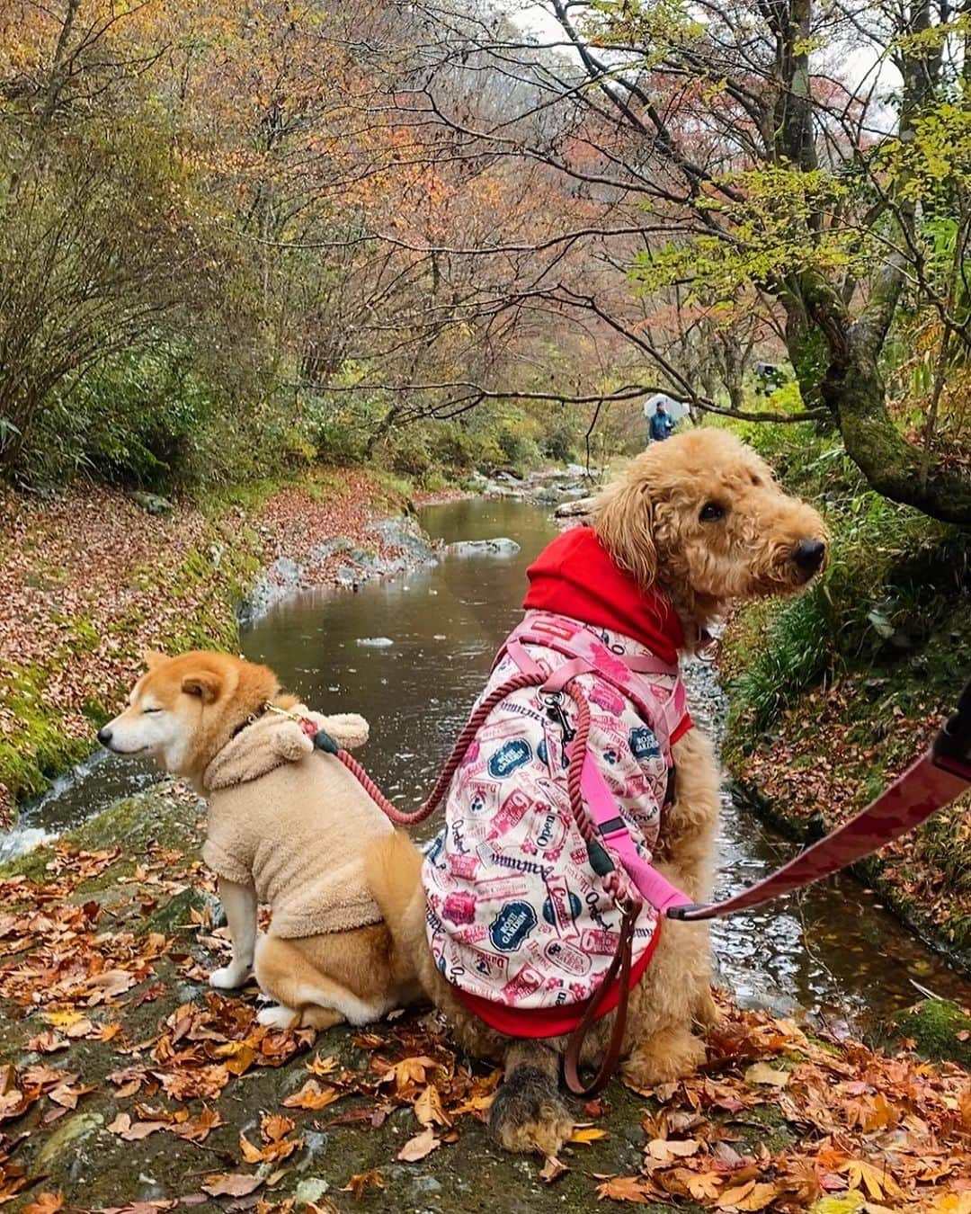 柴犬小雨さんのインスタグラム写真 - (柴犬小雨Instagram)「・ 風羽ちゃん @tauuma.27kokoro と秋のお出かけ🍂 ・ ・ 久万高原町へ🚗 寒い時期は、写真撮っても真顔が多めのわんこ達😂💦 でも、雨にも負けず元気です☔️ こさめはお得意のホリホリ🐕 風羽ちゃんは川でチャプチャプ🦮 珍道中楽しかったね! ・ お目当てのランチは... さすがにテラスは寒いので、断念して室内カフェへ☕️ オチリくっつけて寛ぐ仲良しなおふたりさんでした♡ ・ ・ ・ #shiba_snap #shibamania #petstagram #dog  #shibadog #petstagram #pet #shiba #shibainu #shibaaaaainu #shibastagram #pecoいぬ部 #dogstagram #子犬#仔犬#狗 #犬のいる暮らし #犬のいる生活 #こいぬ#いぬのきもち #豆柴#まめしば#しばいぬ #9gag #しばけん #ペット#小狗#柴犬#犬#柴犬小雨#シバイヌ」11月17日 20時56分 - fuji_jun1205