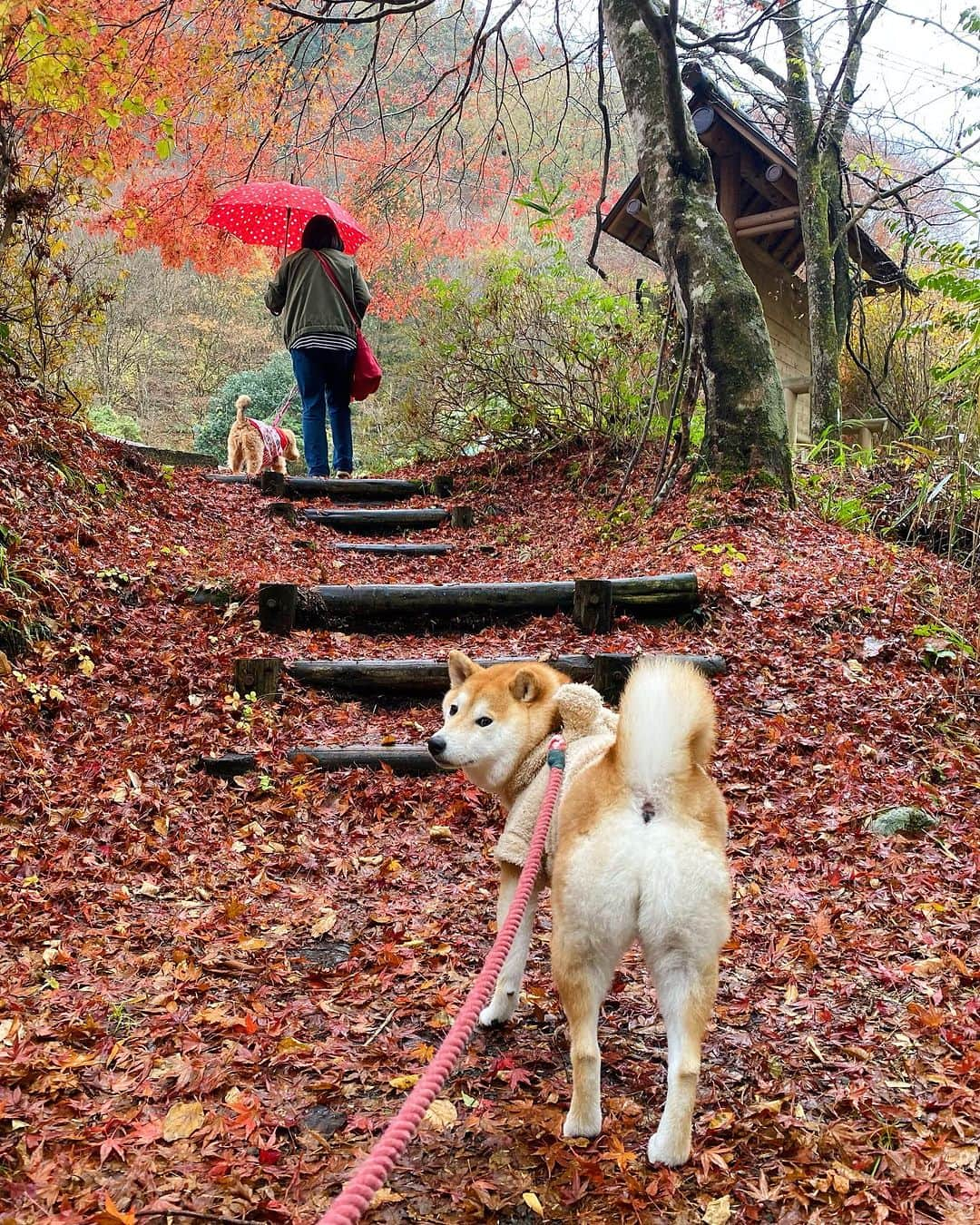 柴犬小雨さんのインスタグラム写真 - (柴犬小雨Instagram)「・ 風羽ちゃん @tauuma.27kokoro と秋のお出かけ🍂 ・ ・ 久万高原町へ🚗 寒い時期は、写真撮っても真顔が多めのわんこ達😂💦 でも、雨にも負けず元気です☔️ こさめはお得意のホリホリ🐕 風羽ちゃんは川でチャプチャプ🦮 珍道中楽しかったね! ・ お目当てのランチは... さすがにテラスは寒いので、断念して室内カフェへ☕️ オチリくっつけて寛ぐ仲良しなおふたりさんでした♡ ・ ・ ・ #shiba_snap #shibamania #petstagram #dog  #shibadog #petstagram #pet #shiba #shibainu #shibaaaaainu #shibastagram #pecoいぬ部 #dogstagram #子犬#仔犬#狗 #犬のいる暮らし #犬のいる生活 #こいぬ#いぬのきもち #豆柴#まめしば#しばいぬ #9gag #しばけん #ペット#小狗#柴犬#犬#柴犬小雨#シバイヌ」11月17日 20時56分 - fuji_jun1205