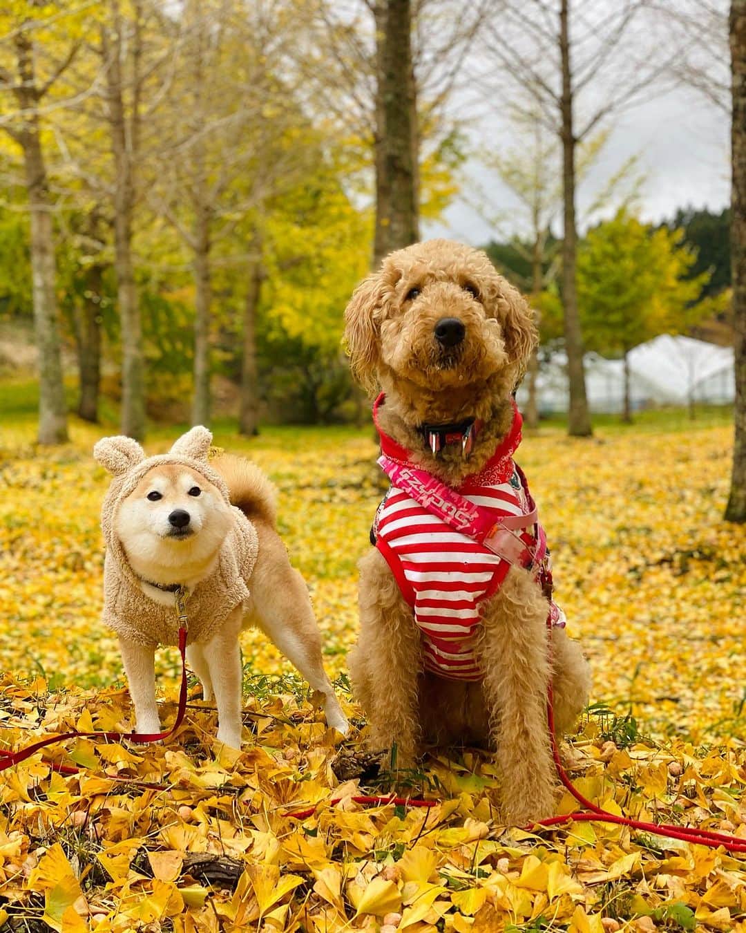 柴犬小雨のインスタグラム：「・ 風羽ちゃん @tauuma.27kokoro と秋のお出かけ🍂 ・ ・ 久万高原町へ🚗 寒い時期は、写真撮っても真顔が多めのわんこ達😂💦 でも、雨にも負けず元気です☔️ こさめはお得意のホリホリ🐕 風羽ちゃんは川でチャプチャプ🦮 珍道中楽しかったね! ・ お目当てのランチは... さすがにテラスは寒いので、断念して室内カフェへ☕️ オチリくっつけて寛ぐ仲良しなおふたりさんでした♡ ・ ・ ・ #shiba_snap #shibamania #petstagram #dog  #shibadog #petstagram #pet #shiba #shibainu #shibaaaaainu #shibastagram #pecoいぬ部 #dogstagram #子犬#仔犬#狗 #犬のいる暮らし #犬のいる生活 #こいぬ#いぬのきもち #豆柴#まめしば#しばいぬ #9gag #しばけん #ペット#小狗#柴犬#犬#柴犬小雨#シバイヌ」