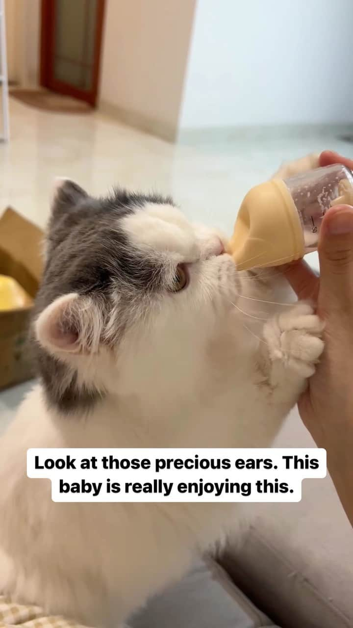 Cute Pets Dogs Catsのインスタグラム：「Look at those precious ears. This baby is really enjoying this.  Credit: adorable @一条饮饮 - DY ** For all crediting issues and removals pls 𝐄𝐦𝐚𝐢𝐥 𝐮𝐬 ☺️  𝐍𝐨𝐭𝐞: we don’t own this video/pics, all rights go to their respective owners. If owner is not provided, tagged (meaning we couldn’t find who is the owner), 𝐩𝐥𝐬 𝐄𝐦𝐚𝐢𝐥 𝐮𝐬 with 𝐬𝐮𝐛𝐣𝐞𝐜𝐭 “𝐂𝐫𝐞𝐝𝐢𝐭 𝐈𝐬𝐬𝐮𝐞𝐬” and 𝐨𝐰𝐧𝐞𝐫 𝐰𝐢𝐥𝐥 𝐛𝐞 𝐭𝐚𝐠𝐠𝐞𝐝 𝐬𝐡𝐨𝐫𝐭𝐥𝐲 𝐚𝐟𝐭𝐞𝐫.  We have been building this community for over 6 years, but 𝐞𝐯𝐞𝐫𝐲 𝐫𝐞𝐩𝐨𝐫𝐭 𝐜𝐨𝐮𝐥𝐝 𝐠𝐞𝐭 𝐨𝐮𝐫 𝐩𝐚𝐠𝐞 𝐝𝐞𝐥𝐞𝐭𝐞𝐝, pls email us first. **」