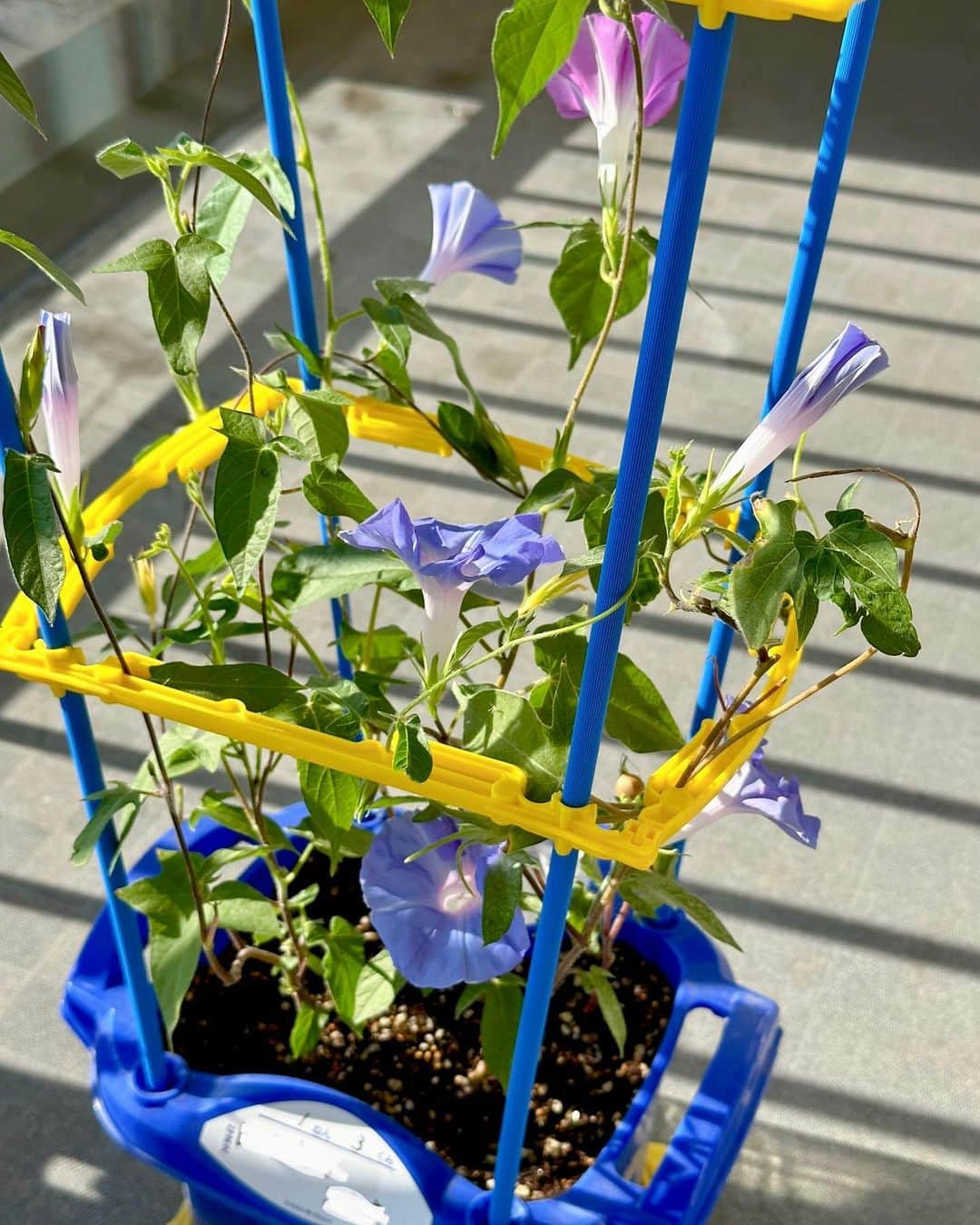 ochikeronさんのインスタグラム写真 - (ochikeronInstagram)「Morning Glory Wreath made by my son (6 years). Typical Japanese elementary school 1st grader assignment ✨  #morningglory #wreath #朝顔 #朝顔リース #小学1年生」11月17日 21時08分 - ochikeron