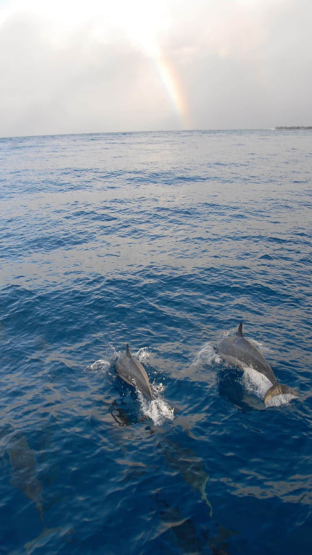 And Youのインスタグラム：「Nothing is more magical than finding our spinner dolphins at Makua Valley ✨  Makua Valley is located on Oahu’s west side and is deeply rooted in Hawaiian culture and history. It holds significance as a sacred site for the Native Hawaiian people, embodying spiritual connections to the land and their ancestors.   Join us to experience these incredible views!」