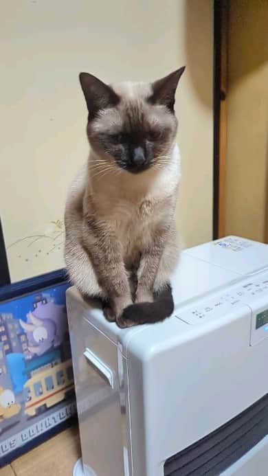 MAKO0MAKO0のインスタグラム：「paws😺 #cat #catvideo #mako0mako0 #warabi #猫 #猫のいる暮らし #猫動画 #わらびちゃん」