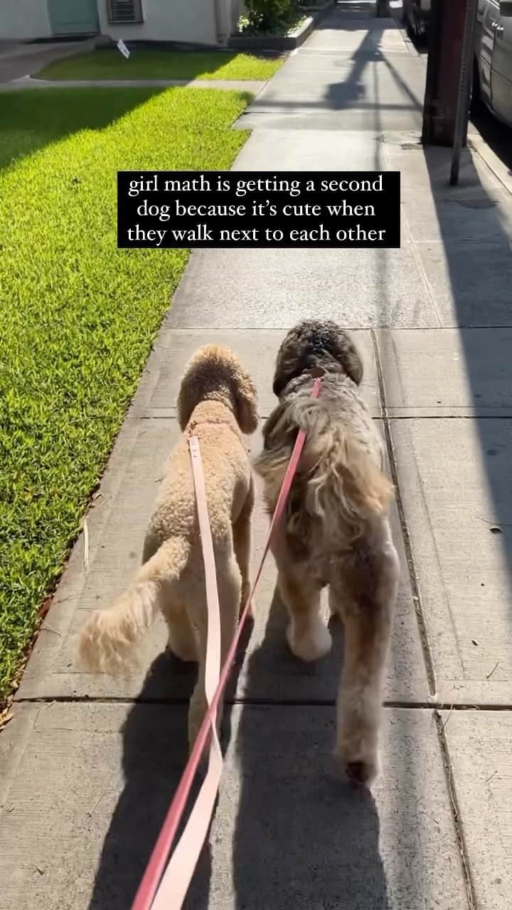 DogsOf Instagramのインスタグラム：「That’s a good enough reason for us 😍 fetched from @payapup @hawaiidoodle 🐶 #girlmath #twoisbetterthanone #moredogs  . . . #doodlegram #moreismore  #dogsofinstagram #dailyfluff」
