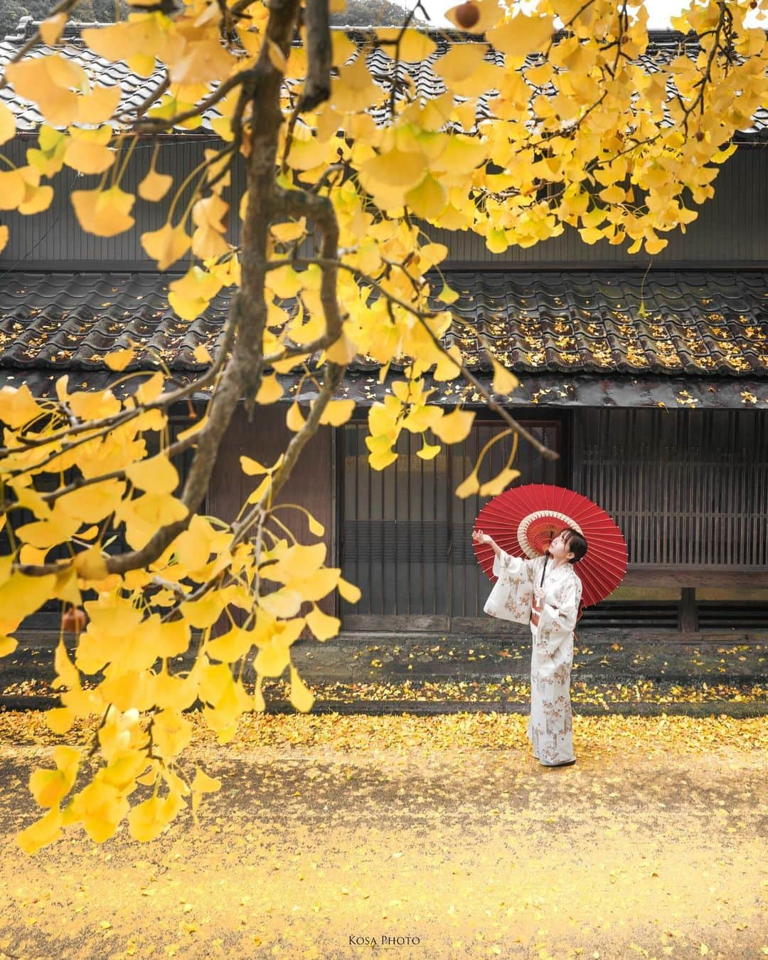 コサさんのインスタグラム写真 - (コサInstagram)「タイミング的にまだ早そうでしたが、フェリーまで時間があったので寄ってみました👍 ベストタイミングの時期に、また訪れたと思わせるところでした . Location:香川 Kagawa /Japan🇯🇵 Date:2023年11月 in frame: @chami_2nd Camera:Z9 Z 24-70mm f2.8 Special thanks: @every222 . #岩部八幡神社 #銀杏 #アドビちいさい秋みつけた2023 #Japan_Daytime_View #japancityblues #jp_portrait_collection #ポトレファン倶楽部 #ポトレ撮影隊 #jp_mood #jp_portrait部 #clv_galerie #shikokucameraclub #m_v_shotz #japan_waphoto #raw_japan #deaf_b_j_ #japan_best_pic #nipponpic_member #じゃびふる #japan_bestpic_ #tokyocameraclub #art_of_japan_ #jgrv_member #team_jp_ #photo_jpn #sorakataphoto #LBJ_KING #mst_vip  #みんすと紅葉祭 #shikokucameraclubフォトコン2023」11月18日 7時25分 - kosa_photo