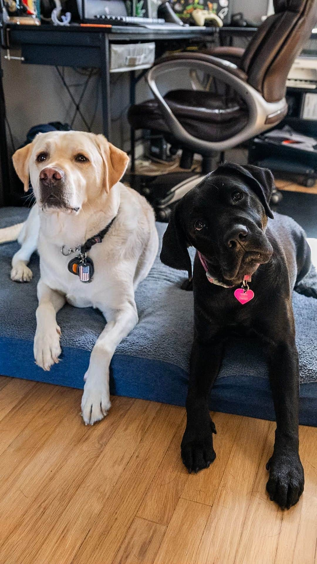 The Dogistのインスタグラム：「Kenzo, Harpo, & Nathan, Labrador Retrievers & Retired Air Force Veteran, Patchogue, NY • Thanks to your generosity, we’ve raised more than $18,000 through our @gofundme for @americasvetdogs! Let’s keep it up! Next in our series, I visited US Air Force Veteran Nathan and his service dog, Kenzo, who’s trained to help him with more than 28 commands. Nathan credits Kenzo with saving his life and enabling him to thrive in his life after serving.   America’s VetDogs’ mission is to help those who have served our country honorably live with dignity and independence. They raise, train, and place assistance dogs for veterans with physical disabilities; guide dogs for individuals who are blind or have low vision; service dogs to help mitigate the effects of post-traumatic stress disorder; and facility dogs as part of the rehabilitation process in military and VA hospitals. These dogs immeasurably change the lives of the veterans who are lucky enough to receive them, often supplanting the need for many pharmaceuticals.   Each dog costs about $50,000 from start to finish, and they provide these dogs at no cost to the veterans. Veterans consistently turn to GoFundMe for help affording and caring for service dogs - a cause that is not currently supported by the VA.   If you’re able to, please help support their mission with a donation as a Thank You For Your Service. Link in bio. #SponsoredByGoFundMe #paidpartnership」