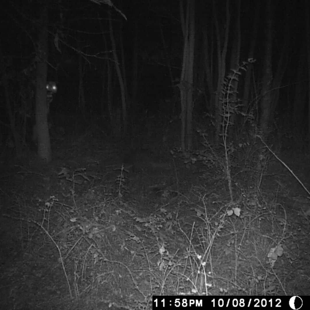 ASICS Tigerさんのインスタグラム写真 - (ASICS TigerInstagram)「Real or hoax?  #horror #trailcam #creepypasta #youtube #cryptid #cryptozoology #foundfootage #creepy #jumpscare」11月18日 8時07分 - hangdogprints