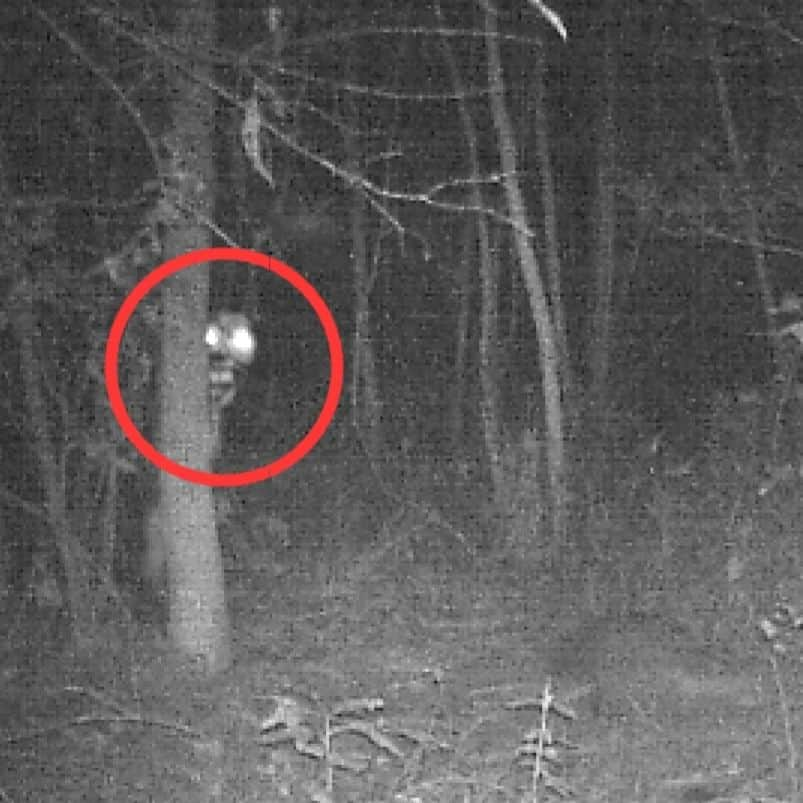 ASICS Tigerさんのインスタグラム写真 - (ASICS TigerInstagram)「Real or hoax?  #horror #trailcam #creepypasta #youtube #cryptid #cryptozoology #foundfootage #creepy #jumpscare」11月18日 8時07分 - hangdogprints