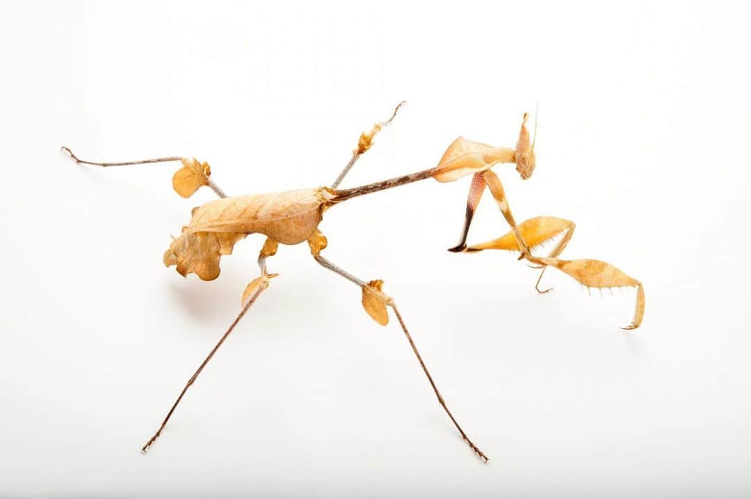 Joel Sartoreのインスタグラム：「The violin mantis is named for its long , slender thorax connecting to its wide and leafy abdomen, thus giving this insect a shape like the familiar stringed instrument. Found in India and Sri Lanka, this shy mantis sits and waits for its preferred prey to zoom past, capable of grabbing a fly out of midair thanks to its quick reflexes. Photo taken @theomahazoo.  The National Geographic Society (@insidenatgeo) is proud to support Explorer Joel Sartore in his quest to photograph the world's species for the National Geographic Photo Ark. #insect #mantis #animal #wildlife #photography #animalphotography #wildlifephotography #studioportrait #PhotoArk」