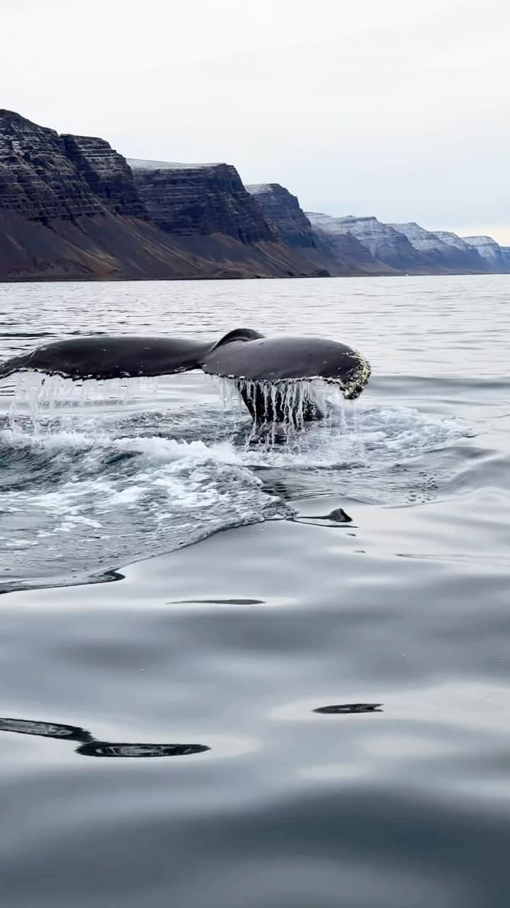 クリス・バーカードのインスタグラム：「Im gonna add this one to the list of “mindblowing experiences I’ve had with my kids in Iceland”  Last weeks encounter with my friend @tomasgudbjartsson @gisliagustsson in the Westfjords.   @brea_face」