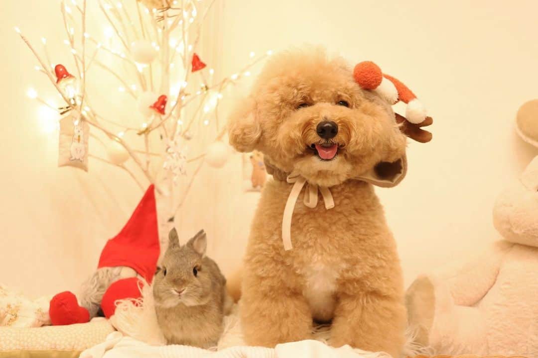 yun.ゆんさんのインスタグラム写真 - (yun.ゆんInstagram)「少しずつ近づいてますね。🎅🎄  部屋も少しクリスマスムードに。⭐️  準備はいいですか？😂 . . . ♪ ♪ ♪ #あっという間に時間が過ぎる  #うさぎ四兄弟  #うさぎ#ネザーランドドワーフ#ZIP写真部#レモン#ふわもこ部#マーチ#多頭飼い#犬とうさぎ#dog#poochon #犬#いぬすたぐらむ #犬のいる暮らし  #rabbitsofinstagram #rabbitstagram #petstagram #instapet#cutepetclub #instarabbit  #lapin #pecotv #WeeklyFluff #netherlanddwarf#シュガー」11月17日 23時44分 - march.lemon