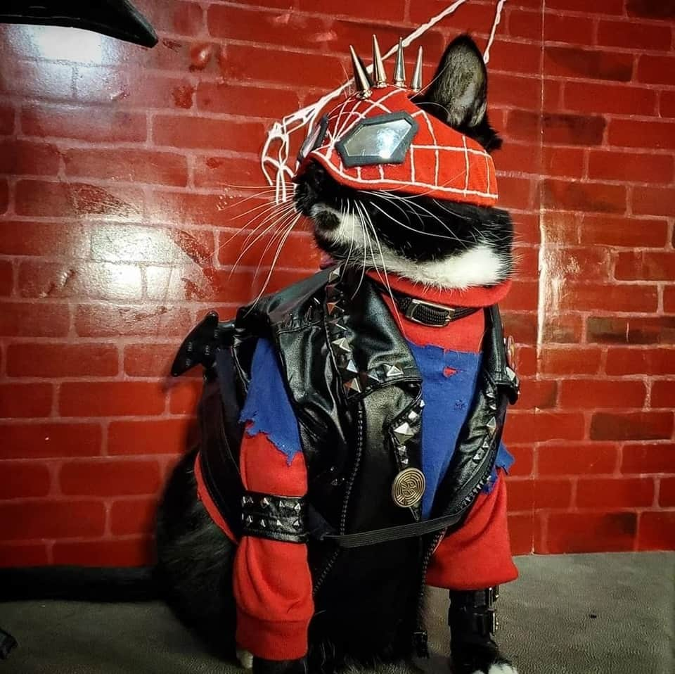 猫コスプレのインスタグラム：「"I was this cute the whole time."  #SpiderVerse #SpiderPunk #SpiderMan  . . . . #spidermancosplay #spiderpunkcosplay #spiderversecosplay #hobiebrown #hobiebrownfanart #spiderpunkfanart #catcosplay #cosplay #cosplayer #cat #catcostume #catsinclothes #petclothes #PetCostume」