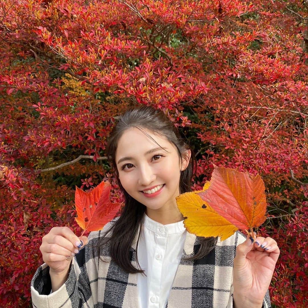 友廣南実さんのインスタグラム写真 - (友廣南実Instagram)「・ 今日は、神戸市立森林植物園へ🍁  国内最大級の園内は、 様々な品種の紅葉が見られるので散歩がとても楽しかったです✨  メタセコイアの並木道、 オレンジ色のトンネルのようで とっても温もりを感じました🧡🧡  紅葉の季節も好きやなぁ〜！！  ・  明日は近畿各地で、真冬並みの寒さになりそうです☃️☃️ お出かけの際は寒さ対策をしっかりしてください🙆‍♀️  (3枚目は、下に仕込んでいたウルトラダウンが丸見えだったので笑ってます😂😂)  #神戸市立森林植物園 #メタセコイア #メタセコイア並木 #モミジ #紅葉スポット #紅葉」11月17日 23時48分 - minami_tomohiro_