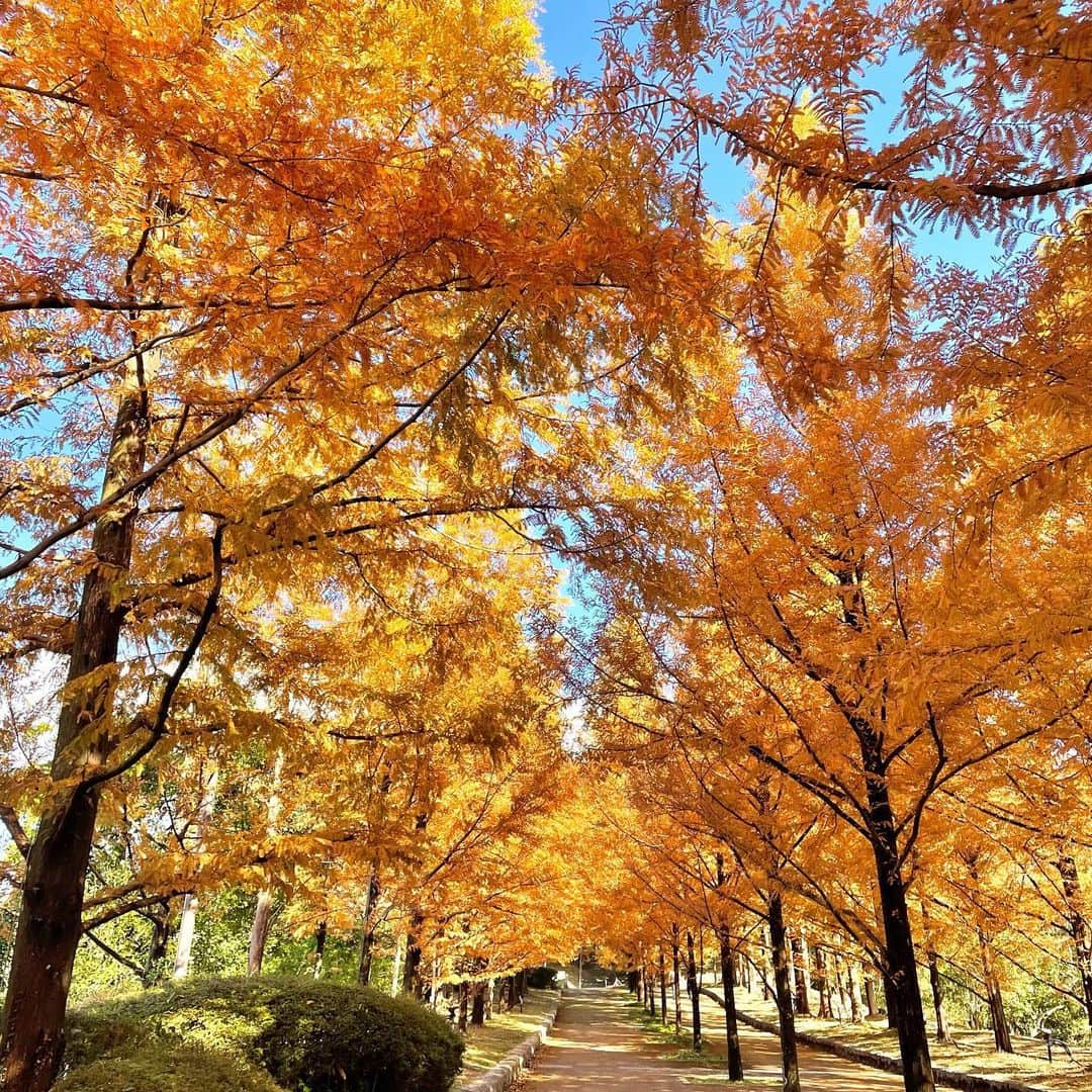 友廣南実さんのインスタグラム写真 - (友廣南実Instagram)「・ 今日は、神戸市立森林植物園へ🍁  国内最大級の園内は、 様々な品種の紅葉が見られるので散歩がとても楽しかったです✨  メタセコイアの並木道、 オレンジ色のトンネルのようで とっても温もりを感じました🧡🧡  紅葉の季節も好きやなぁ〜！！  ・  明日は近畿各地で、真冬並みの寒さになりそうです☃️☃️ お出かけの際は寒さ対策をしっかりしてください🙆‍♀️  (3枚目は、下に仕込んでいたウルトラダウンが丸見えだったので笑ってます😂😂)  #神戸市立森林植物園 #メタセコイア #メタセコイア並木 #モミジ #紅葉スポット #紅葉」11月17日 23時48分 - minami_tomohiro_