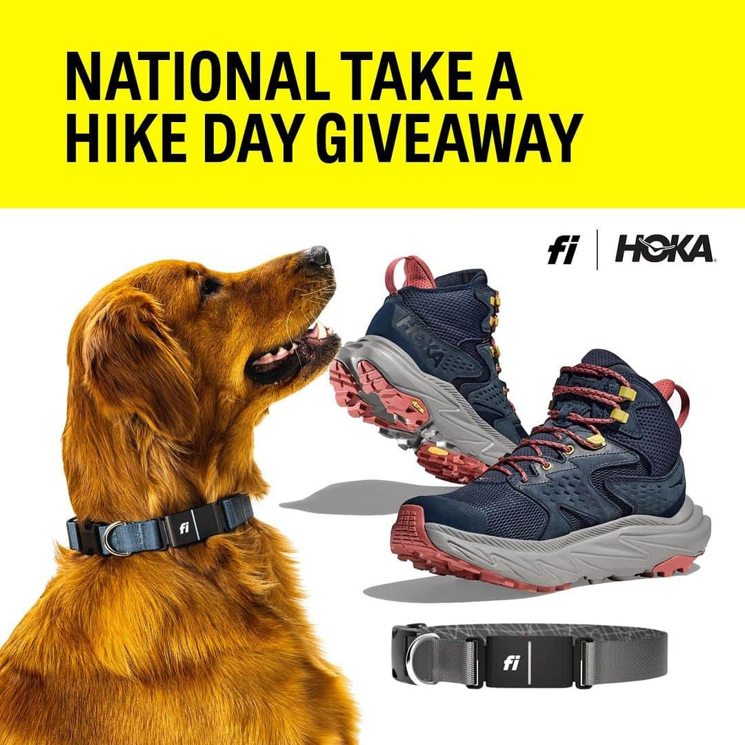 ホカオネオネのインスタグラム：「Happy National Take a Hike Day! 🏃‍♀️🐾 We’ve teamed up with our friends from HOKA to set you and your pup up with gear for your next hike. Fi allows you to track your dog’s GPS location, activity stats, sleep monitoring and so much more. Fly down the mountain with your pup and your new pair of HOKAs! Where is your favorite hike? It’s time to gear up!   HOW TO ENTER: 🏃‍♀️ Like & save this post  🏃‍♀️ Follow @Fi.Dogs + @HOKA 🏃‍♀️ Tag three friends or more in the comments (1 comment = entry) 🏃‍♀️ Share this post to your story (and tag @Fi.Dogs)   WHAT YOU WILL WIN: 🐾 Fi Series 3 Collar + 6 Month Membership 🐾 HOKAs of your choice  *U.S. only. Must be 18 years or older to enter. No purchase necessary. Please note that each individual is eligible to win only one Fi Collar Giveaway on Instagram within a period of 6 months. Giveaway will be closed on 11/25/23 at 11:59 pm EST. One grand prize winner will be randomly selected and announced on @Fi.Dogs Instagram Stories. Giveaway is not sponsored or endorsed by Instagram or Facebook. Official Giveaway Terms Apply.  🛑Do not respond to any messages regarding this giveaway unless they come directly from our handle @Fi.Dogs). @Fi.Dogs will never ask for your credit card information. 🛑」