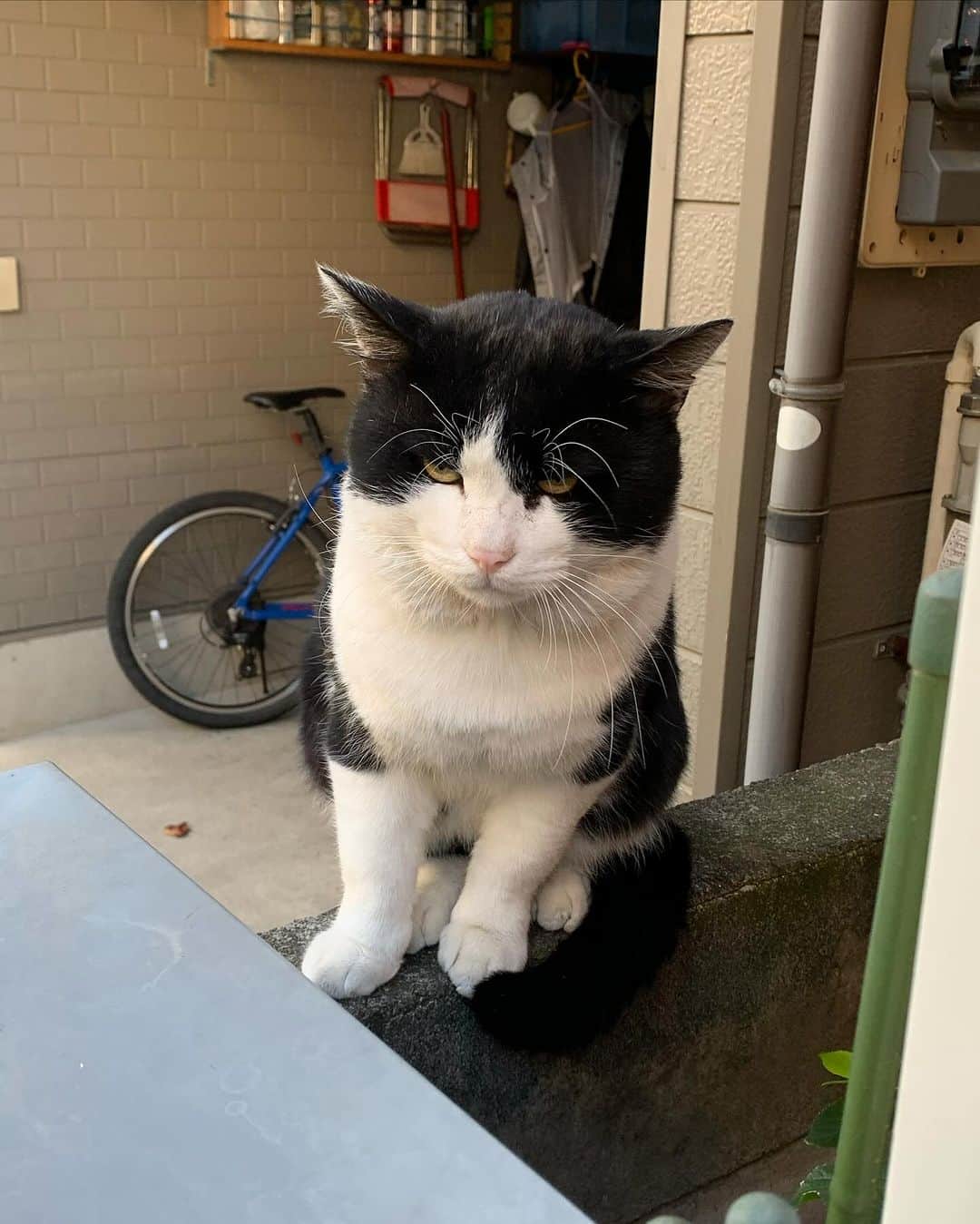 Kachimo Yoshimatsuさんのインスタグラム写真 - (Kachimo YoshimatsuInstagram)「7が付く日は、ナナクロの日 写真は、2019年11月20日 Photo:2019.11.20 ナナクロはこの後、家に入ります。   #うちの猫ら #猫 #nanakuro #ねこ #ニャンスタグラム #にゃんすたぐらむ #ねこのきもち #cat #ネコ #catstagram #ネコ部 http://kachimo.exblog.jp」11月18日 0時00分 - kachimo