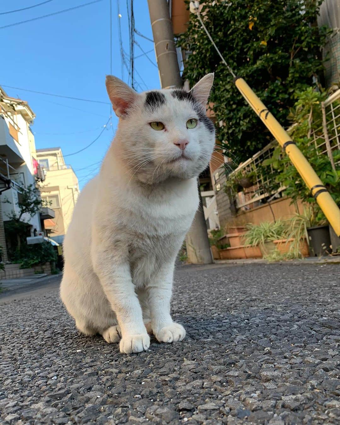 Kachimo Yoshimatsuさんのインスタグラム写真 - (Kachimo YoshimatsuInstagram)「7が付く日は、ナナクロの日 写真は、2019年11月20日 Photo:2019.11.20 ナナクロはこの後、家に入ります。   #うちの猫ら #猫 #nanakuro #ねこ #ニャンスタグラム #にゃんすたぐらむ #ねこのきもち #cat #ネコ #catstagram #ネコ部 http://kachimo.exblog.jp」11月18日 0時00分 - kachimo