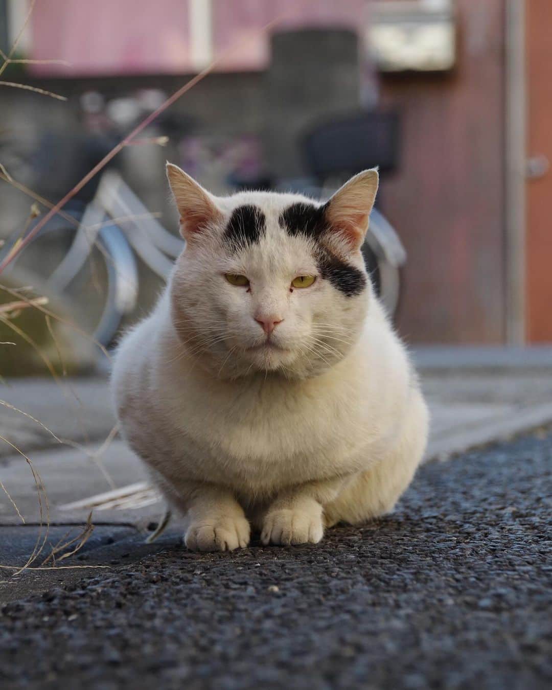 Kachimo Yoshimatsuのインスタグラム：「7が付く日は、ナナクロの日 写真は、2019年11月20日 Photo:2019.11.20 ナナクロはこの後、家に入ります。   #うちの猫ら #猫 #nanakuro #ねこ #ニャンスタグラム #にゃんすたぐらむ #ねこのきもち #cat #ネコ #catstagram #ネコ部 http://kachimo.exblog.jp」