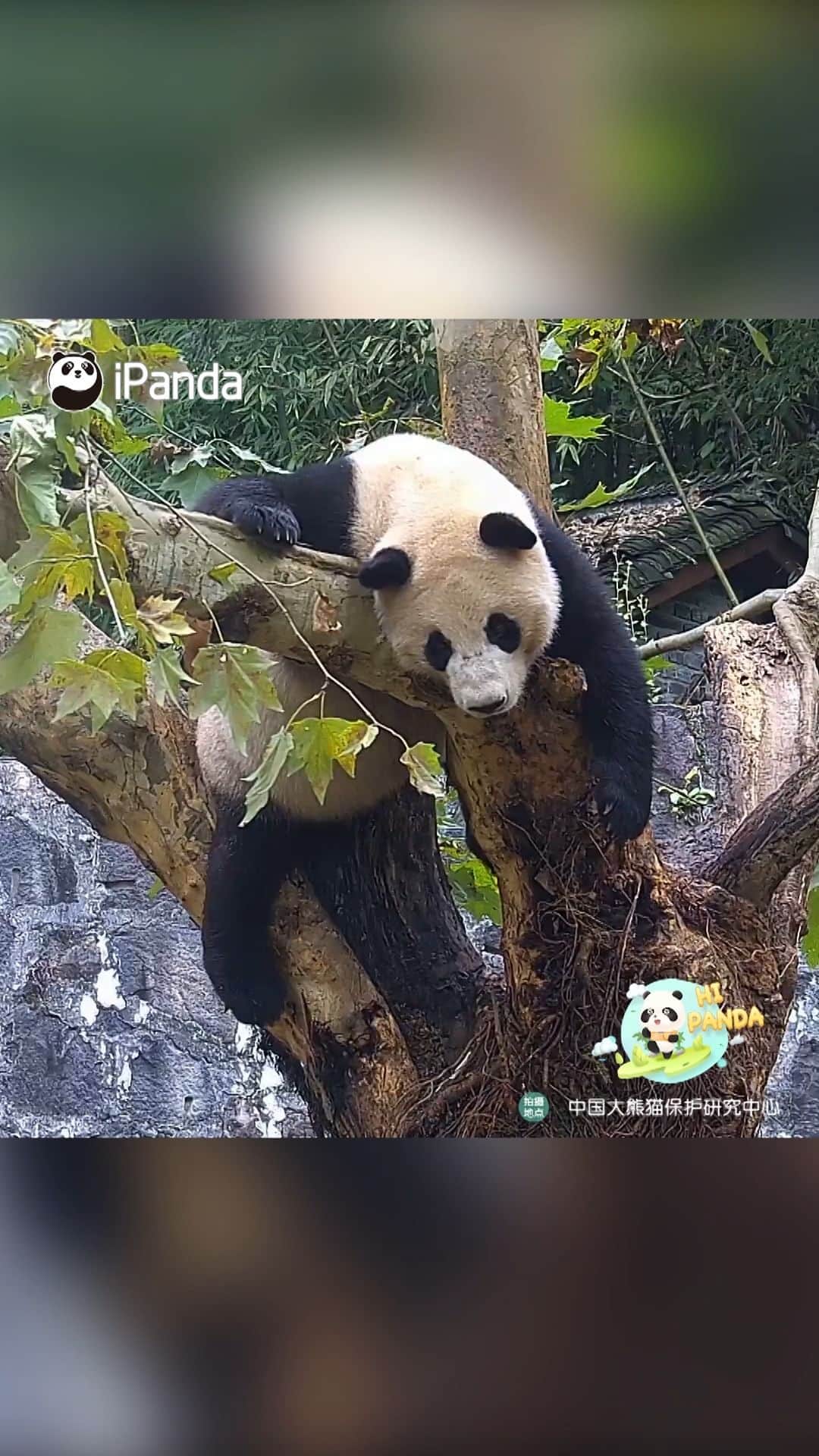 iPandaのインスタグラム：「Who forgot to take back the XL panda suit hanging on the tree? Please go to the lost and found office to collect it~ 🐼 🐼 🐼 #Panda #iPanda #Cute #HiPanda #CCRCGP #PandaMoment  For more panda information, please check out: https://en.ipanda.com」