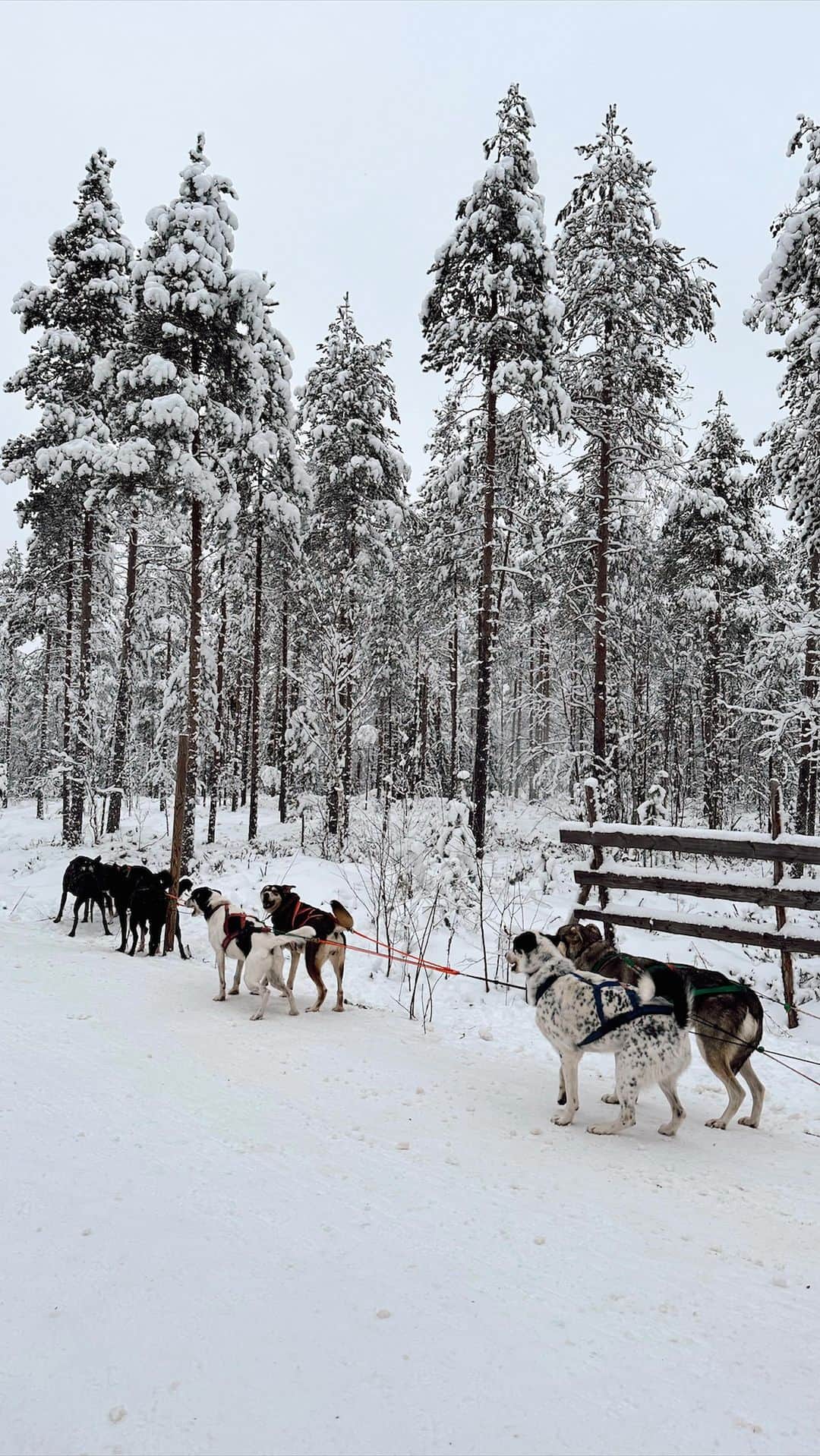Live To Exploreのインスタグラム：「Unmissable experience in Lapland❄️   [Save for your next trip 📌 and follow @chantelle_pang for more travel tips and inspiration]  One of the many cool things we did on our trip to Rovaniemi was to go on a artic animal and wildlife tour curtesy of @GetYourGuide  We booked this trip for £382.28 for two and got picked up early in the morning from Santa Claus Village by our tour guide. (Note: there’s no public transport or shuttle buses to Santa Claus Village from Apukka Resort in the early hours of the day so we got a taxi for around 26€)  The tour lasted about 6 hours as we drove from city centre to our first stop where we got to go on reindeer sleigh rides and husky rides. From there was an hour journey to Ranua Wildlife Park where we saw different species of artic animals  Ranua Wildlife Park is a responsibly operating wildlife park, where they sometimes receive and treat wounded animals which are no longer able to survive in the wild.   The tour includes a lookout point but sadly we couldn’t make it due to traffic and the lack of day light by the time we got back to Rovaniemi - oh well, next time!  Overall it was a great tour if you wants to tick off a few things of your artic bucket list and to see some beautiful wildlife 🩵  @getyourguidecommunity  #travel #travelreel #travelreels #lapland #rovaniemi #wildlife #naturelover#articanimals #adventure #adventuretravel #travelblogger #getyourguide ##getyourguidecommunity #globaltrotter #globaltravelgram #globaltravel」