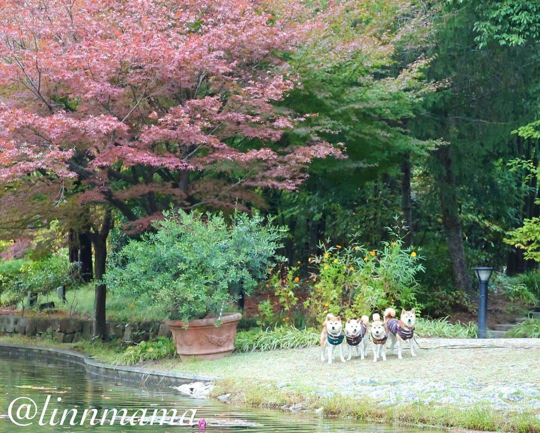 linnmamaさんのインスタグラム写真 - (linnmamaInstagram)「都心の紅葉🍁〜夕方散歩で久屋大通庭園フラリエへ行ってきました🚙〜我が家から一番近い紅葉スポット🍁〜今年は紅葉🍁を見に行くのは無理かなと思ってたけど、麗が元気になってきたからちょっと行ってきました😍〜今日も元気でありがとう❣️ ＊ ＊ ＊ #柴犬#dog #柴犬凜の勇気凜々every day #shibastagram #my_eos_photo #eosr6 #eosr10  #ドッグフォトグラファーズ #iphone12 #iphone12promax  #2024凜ファミリーカレンダー発売中 #プロフィール欄からどうぞ #Amazon、楽天でも販売中 #夕方散歩 #花活  #写活 #紅葉  #久屋大通庭園フラリエ」11月18日 0時28分 - linnmama