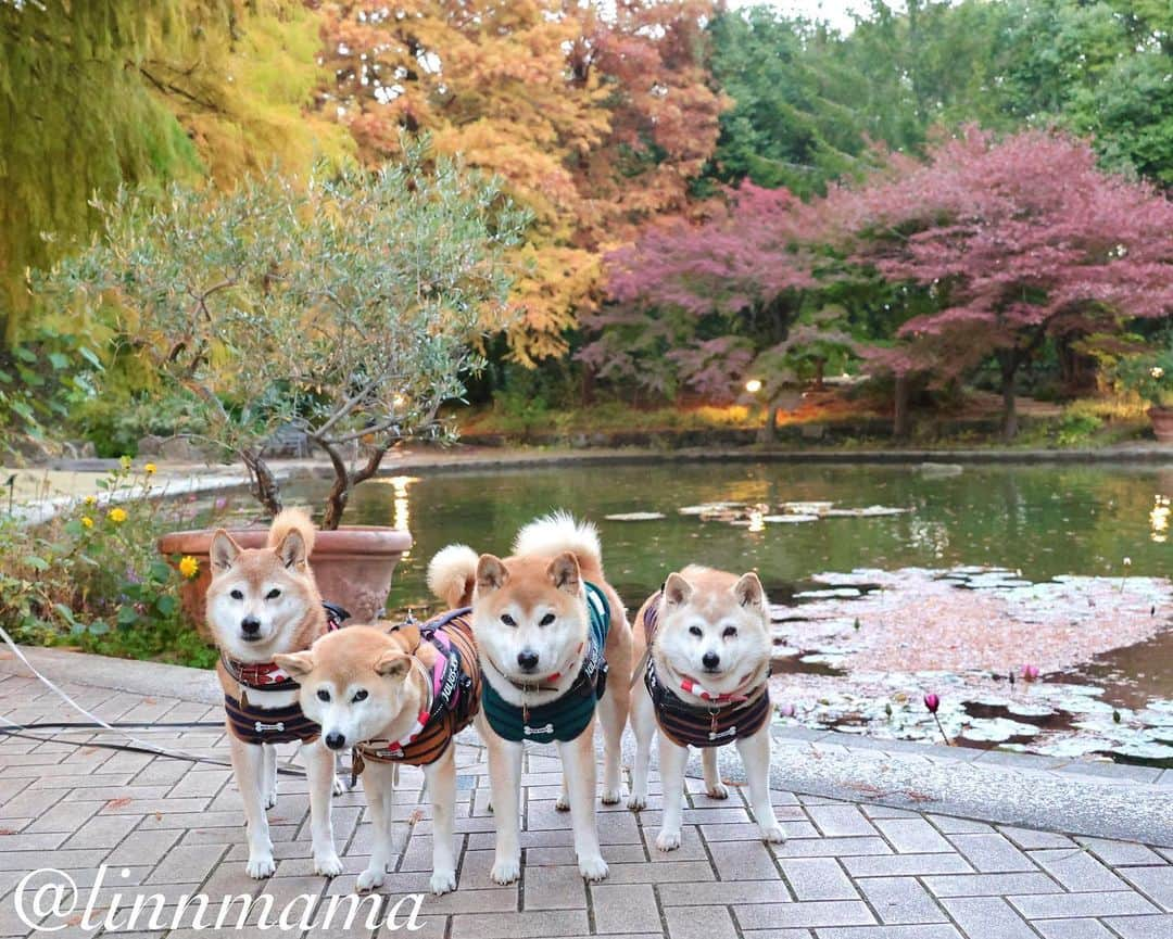 linnmamaのインスタグラム：「都心の紅葉🍁〜夕方散歩で久屋大通庭園フラリエへ行ってきました🚙〜我が家から一番近い紅葉スポット🍁〜今年は紅葉🍁を見に行くのは無理かなと思ってたけど、麗が元気になってきたからちょっと行ってきました😍〜今日も元気でありがとう❣️ ＊ ＊ ＊ #柴犬#dog #柴犬凜の勇気凜々every day #shibastagram #my_eos_photo #eosr6 #eosr10  #ドッグフォトグラファーズ #iphone12 #iphone12promax  #2024凜ファミリーカレンダー発売中 #プロフィール欄からどうぞ #Amazon、楽天でも販売中 #夕方散歩 #花活  #写活 #紅葉  #久屋大通庭園フラリエ」