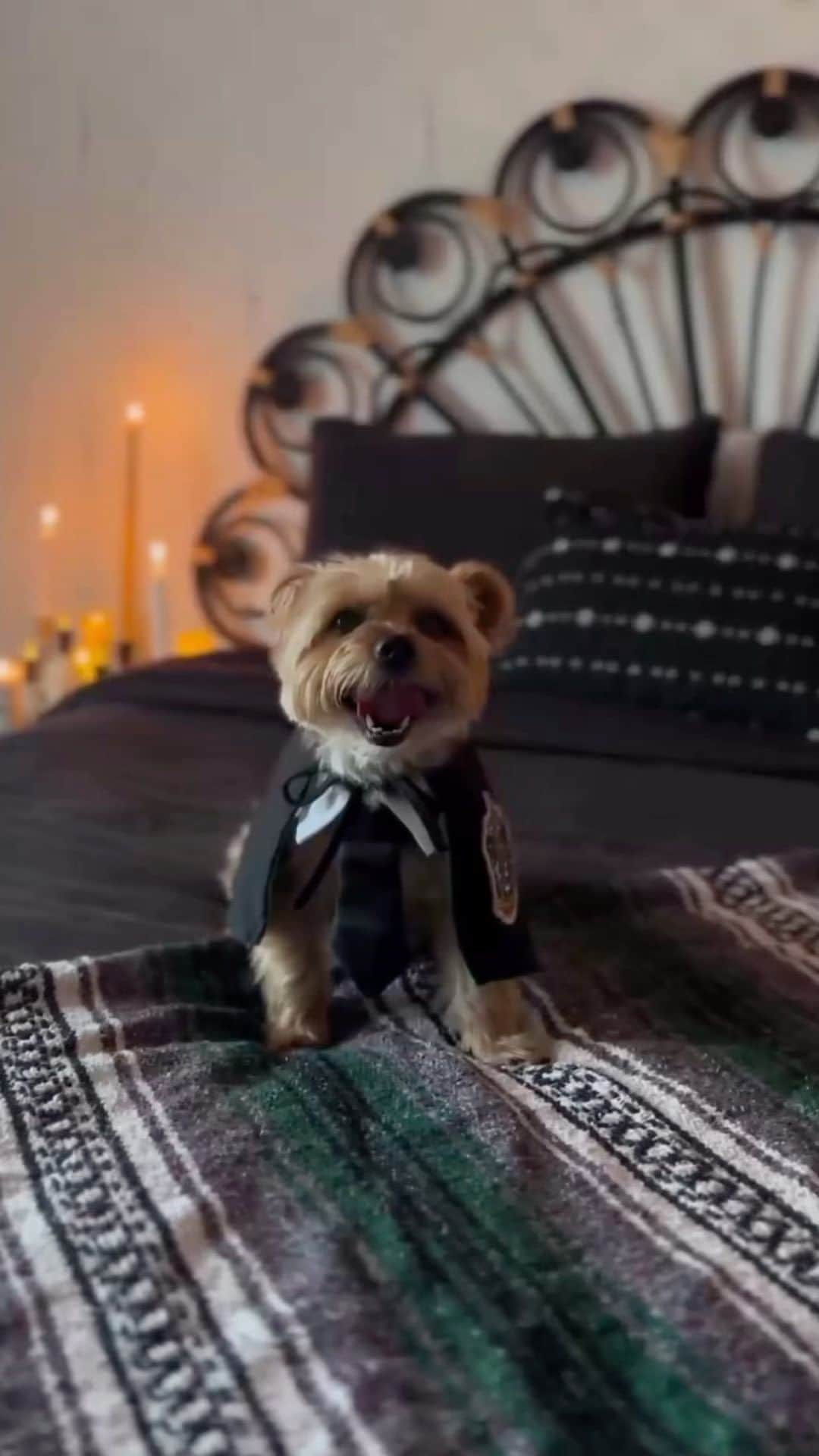 ハリー・ポッターのインスタグラム：「this might be the cutest hogwarts paw-fessor we’ve ever seen 🥰  see more from this creator here: @jakeballardtheyorkie」