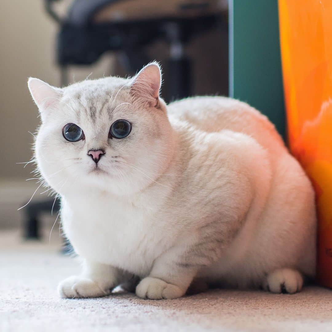 ミスター・ホワイトさんのインスタグラム写真 - (ミスター・ホワイトInstagram)「Fluffy baby 🥰  #meow #cute #cat #catsofinstagram」11月18日 1時12分 - white_coffee_cat