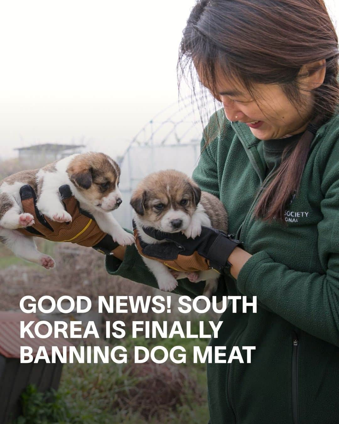 VICEのインスタグラム：「South Korea’s government announced today that it plans to ban the dog meat trade, which will include the closure of dog meat farms, slaughterers, and restaurants across the country.⁠ ⁠ Consuming dog meat has long been tradition in South Korea, especially during Boknal – a celebration of the peak of the summer growing season, when dog meat stew is traditionally served as an antidote to the sweltering heat.⁠ But, in recent years, the tradition has faded.⁠ ⁠ “Korean society has reached a tipping point where most people now reject eating dogs and want to see this suffering consigned to the history books,” said Chae Jung-ah, executive director of animal welfare organization Humane Society International/Korea in a press release.⁠ ⁠ The bill is set to become law by the end of the year. Once passed, it will grant a three-year phase out period for dog meat businesses to transition into other income sources, with the ban taking full effect in 2027.⁠ ⁠ 📷: @hsikorea⁠ ✏️: @nikkibrillantes⁠」