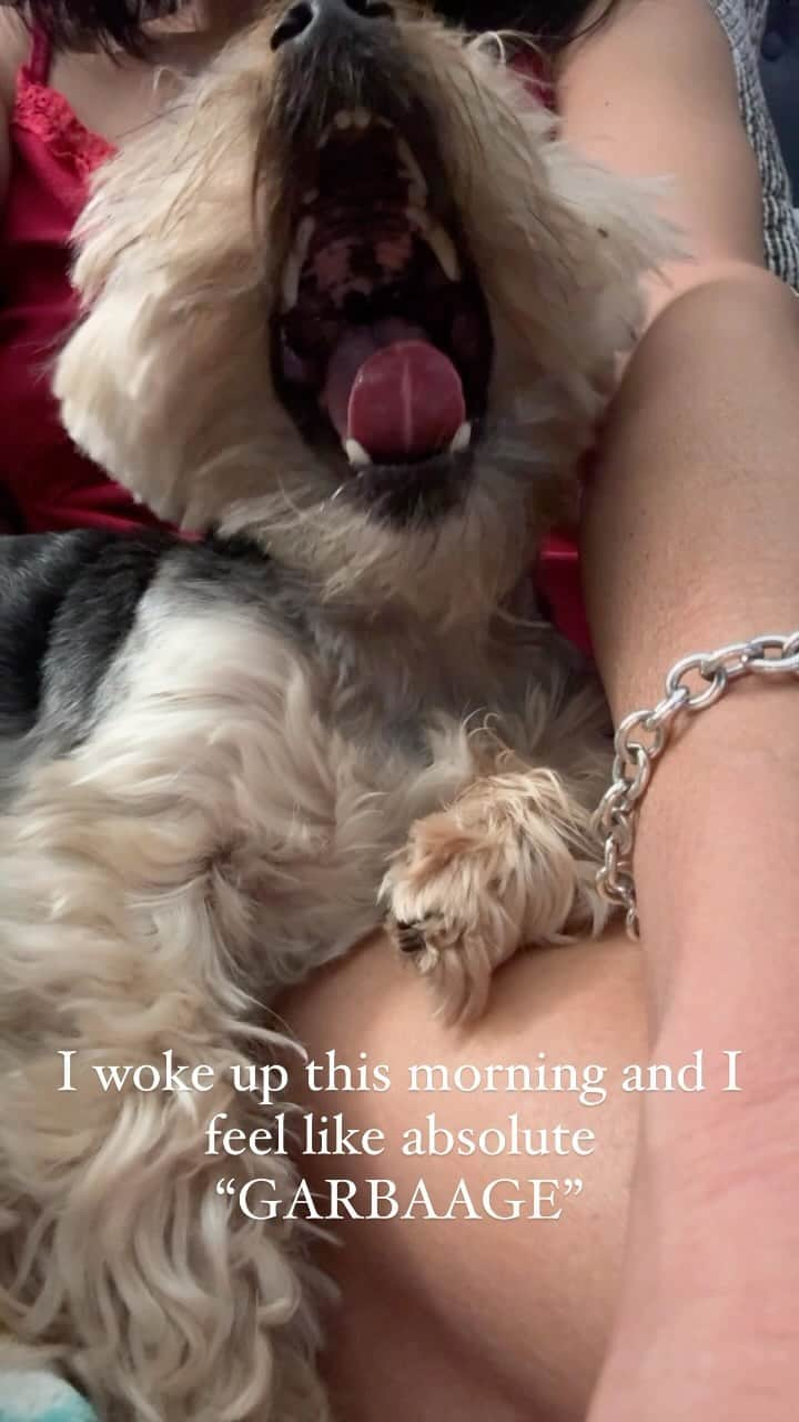 のインスタグラム：「Max 💭 I didn’t know I speak French. 😜♥️🫶🏼🥰 #GoodMorningWorld #HappyFriyay #Yawning #YawningDog #SoSleepy😴 #FrenchLanguage #SmartPup #FridayMornings #YorkiesAreTheBest #MyLittleLoveBug」