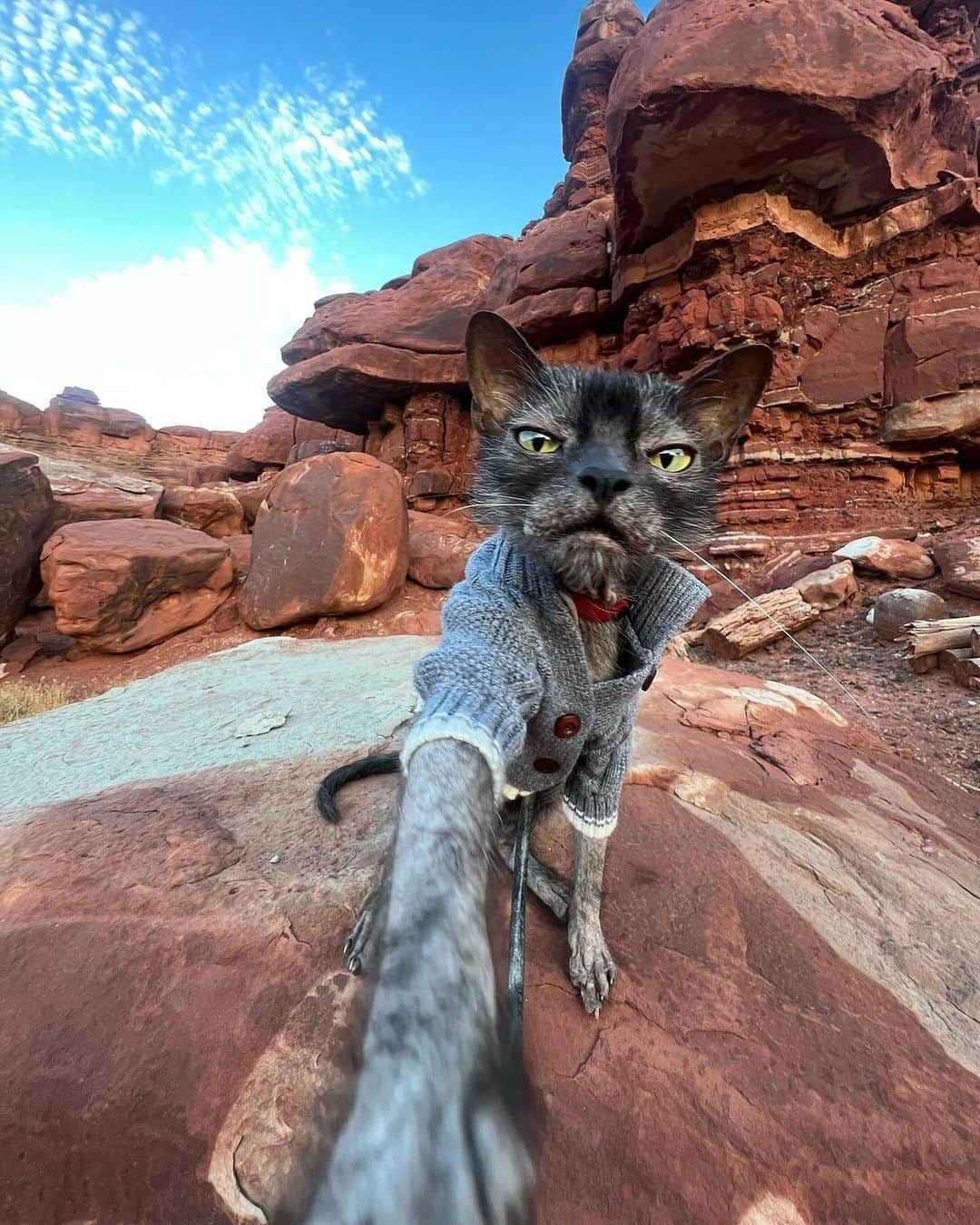 Instagramさんのインスタグラム写真 - (InstagramInstagram)「Meowdy. ⁣  ⁣ On today’s #WeeklyFluff we are hitting the road with @chupiedoesntgiveameow (Chupie the Chupacabra), a chill Lykoi cat who is going places. ⁣  ⁣ Photos by @chupiedoesntgiveameow」11月18日 2時05分 - instagram